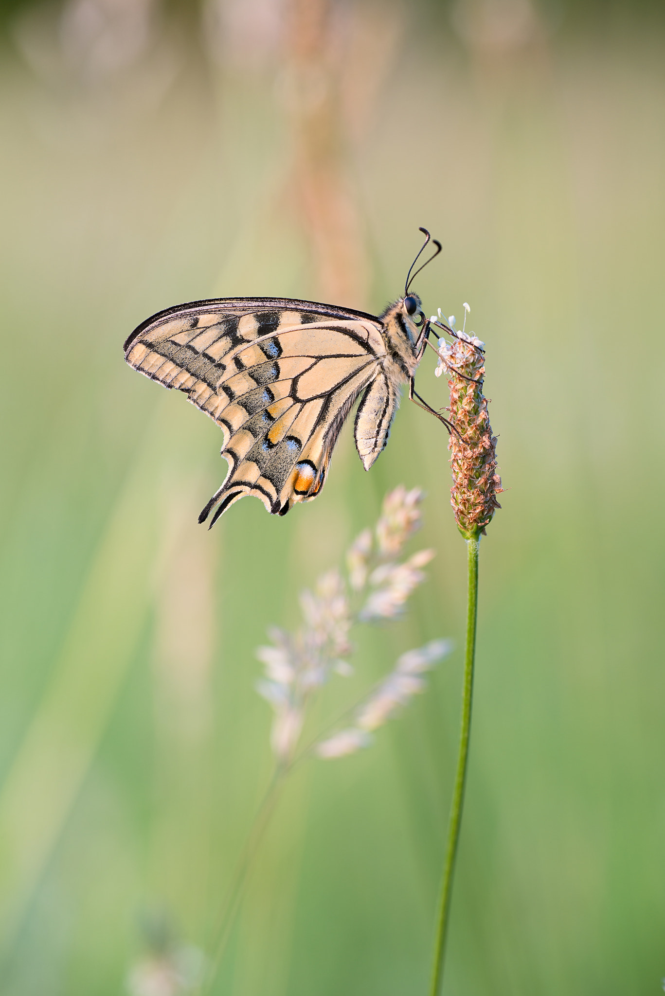 Nikon D800 sample photo. Libero photography