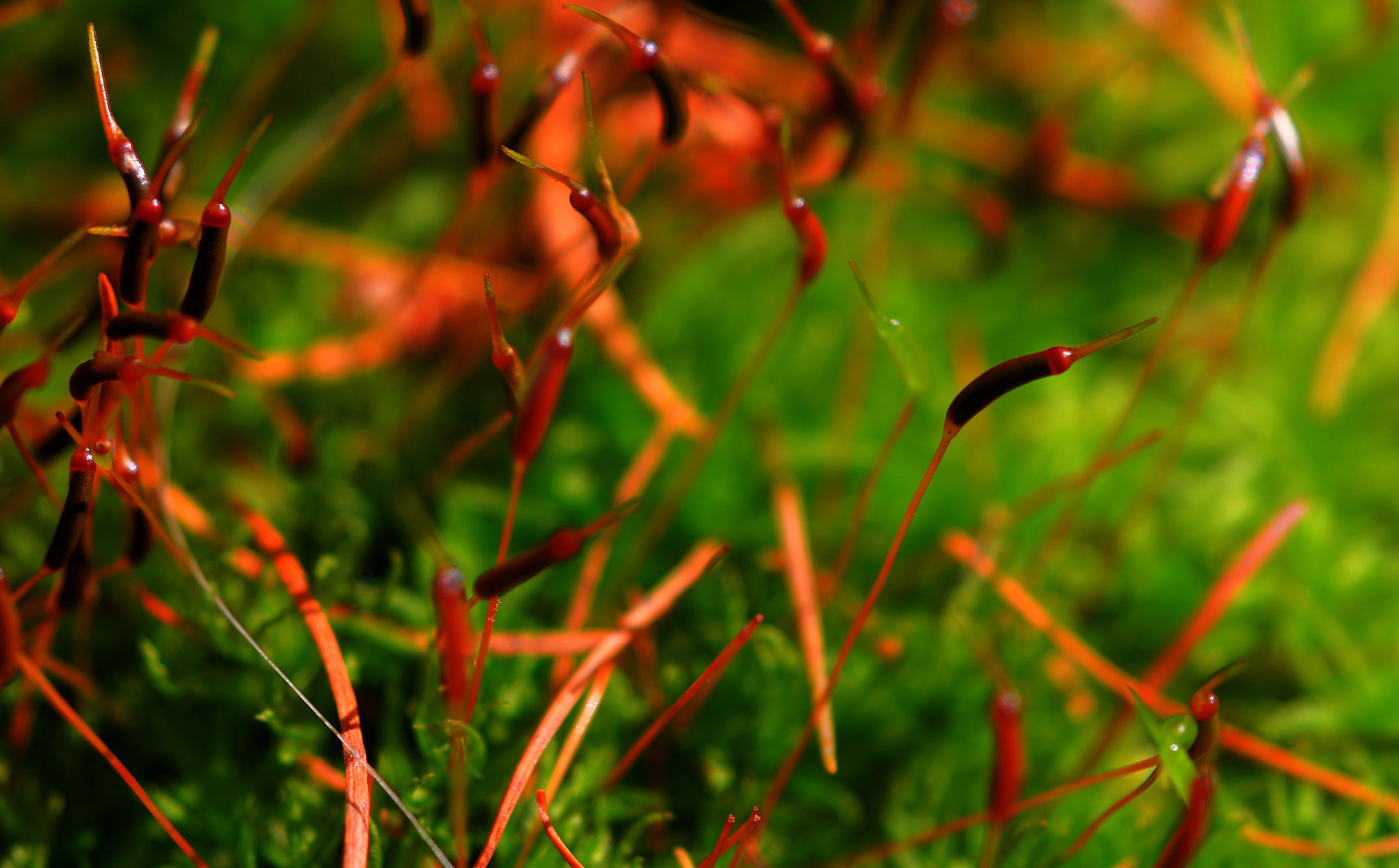 Sigma 150mm F2.8 EX DG Macro HSM sample photo. Dsc photography