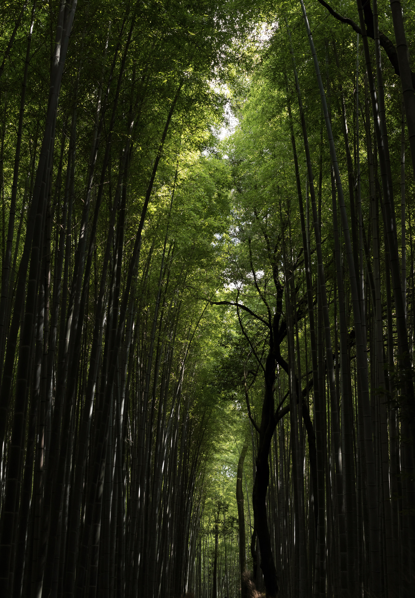 ZEISS Planar T* 50mm F1.4 sample photo. Arashiyama bamboo grove photography