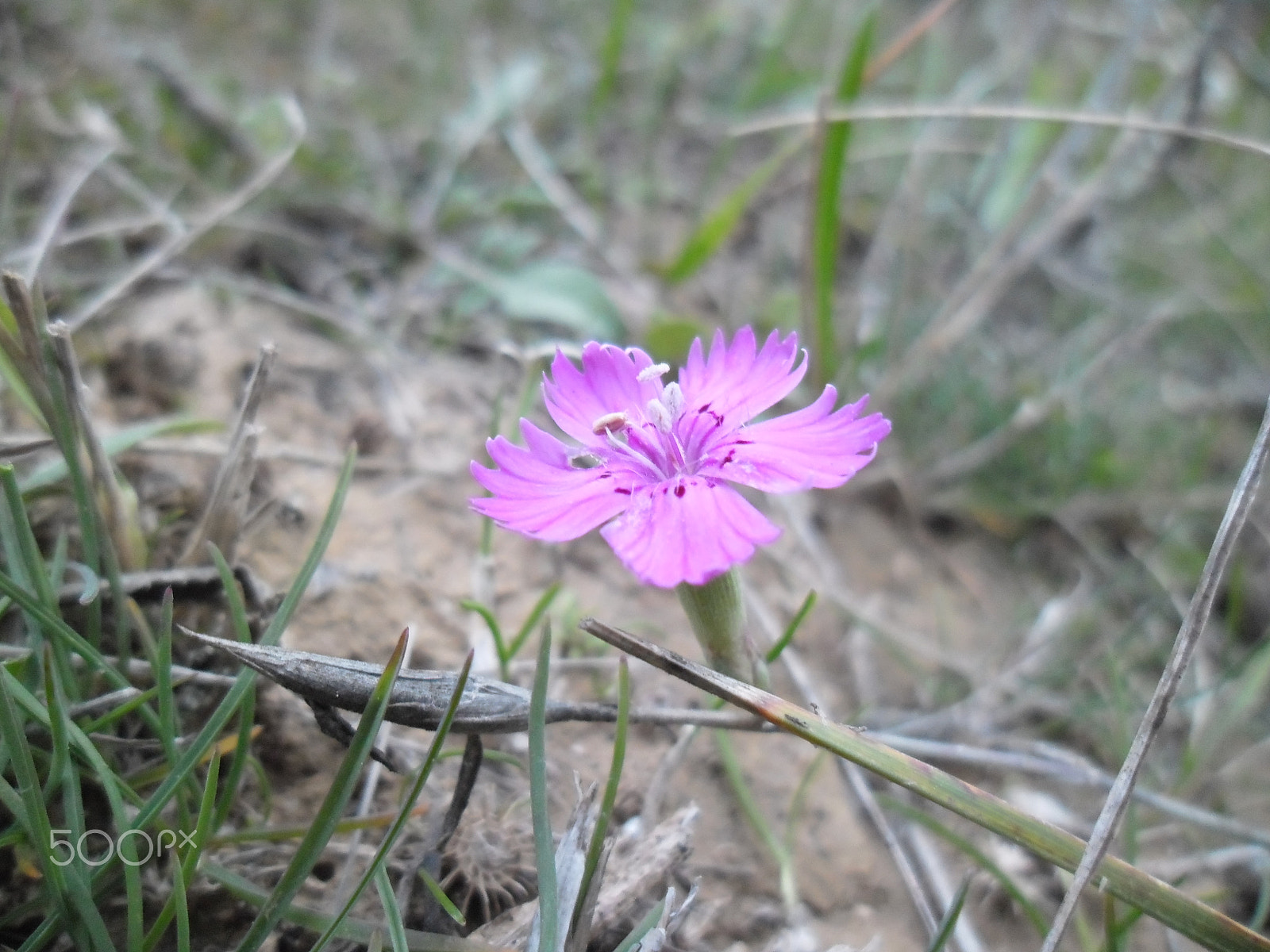 Samsung ES90/ ES91 sample photo. "flower pink"... photography