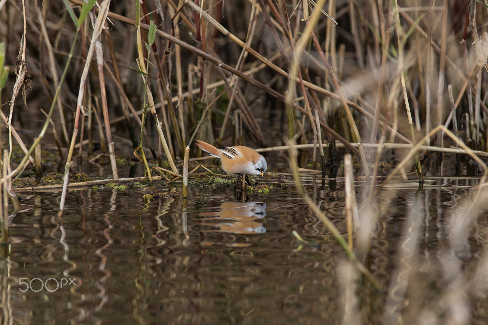 Canon EOS 6D + Tamron SP AF 70-200mm F2.8 Di LD (IF) MACRO sample photo. Millerbird photography