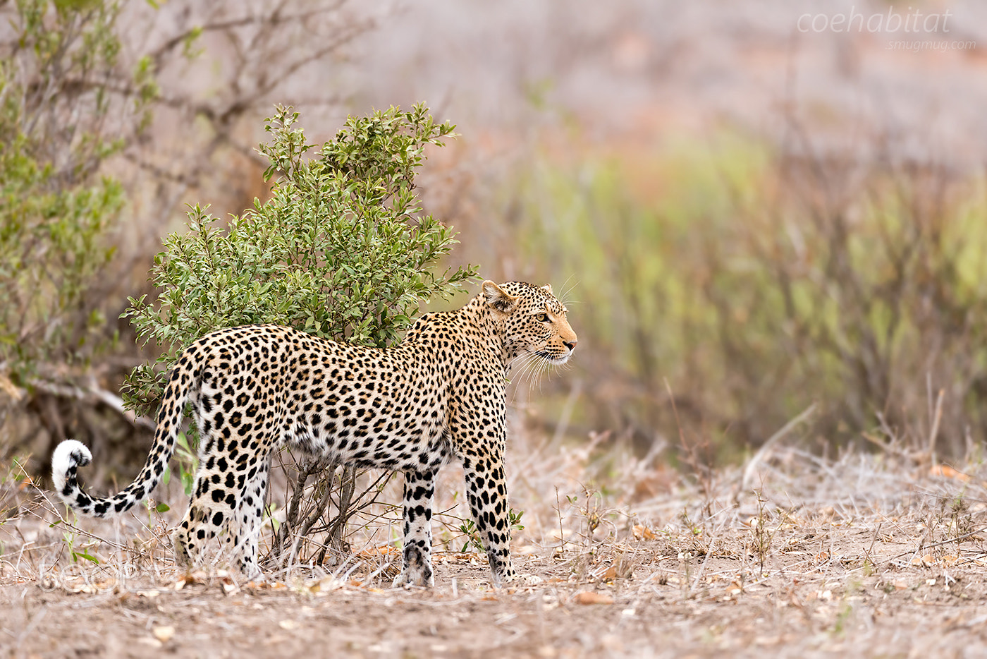 Nikon AF-S Nikkor 200-400mm F4G ED-IF VR sample photo. Leopard stance photography