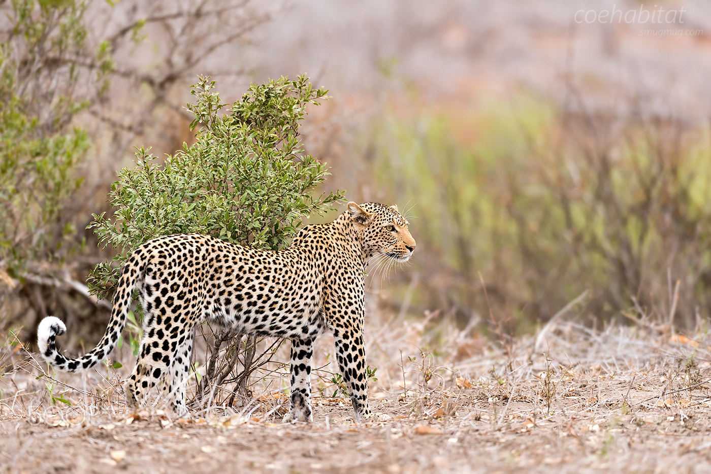 Nikon D800 + Nikon AF-S Nikkor 200-400mm F4G ED-IF VR sample photo. Leopard stance photography