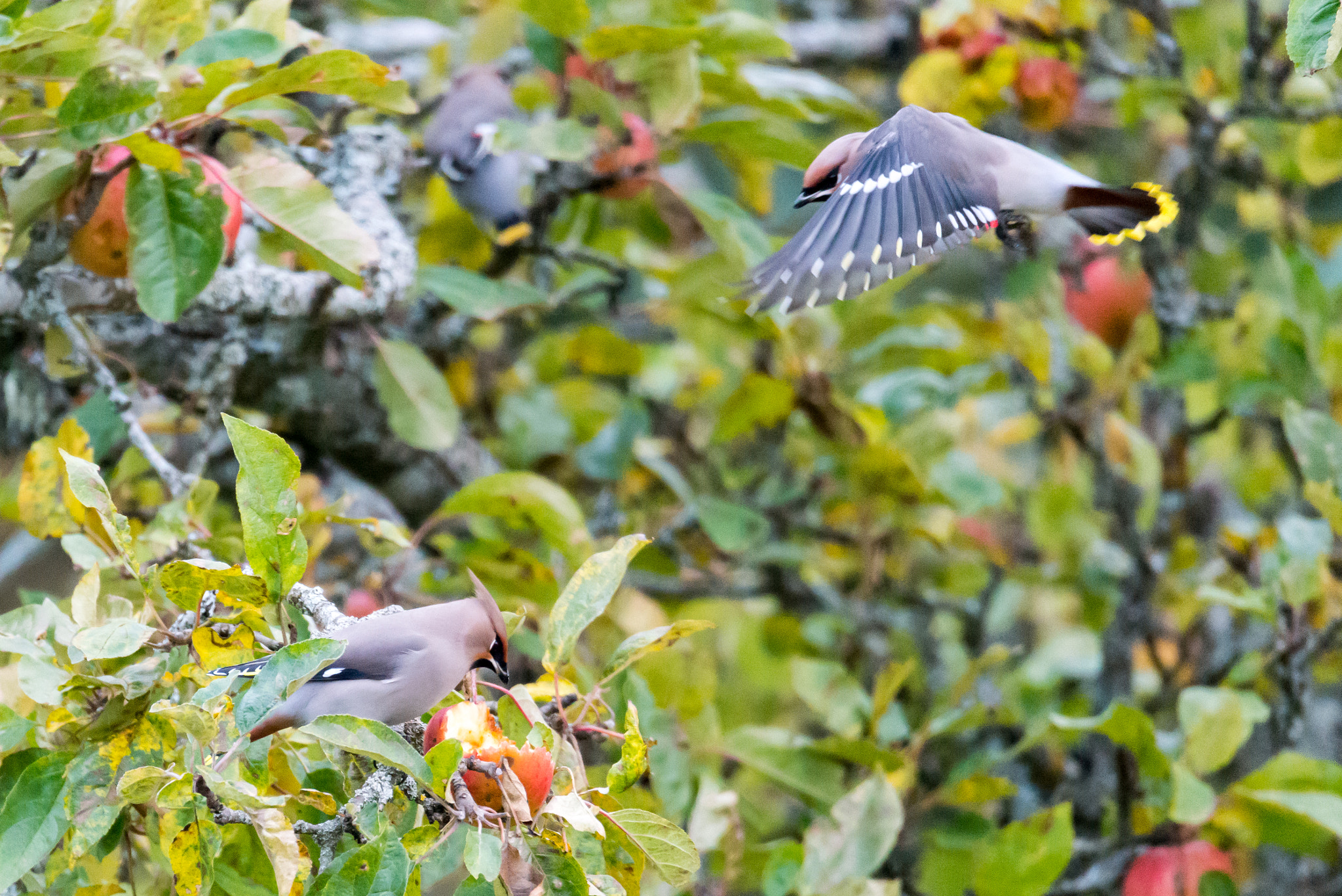 Sigma 150-600mm F5-6.3 DG OS HSM | S sample photo. Sidensvansar / waxwings photography