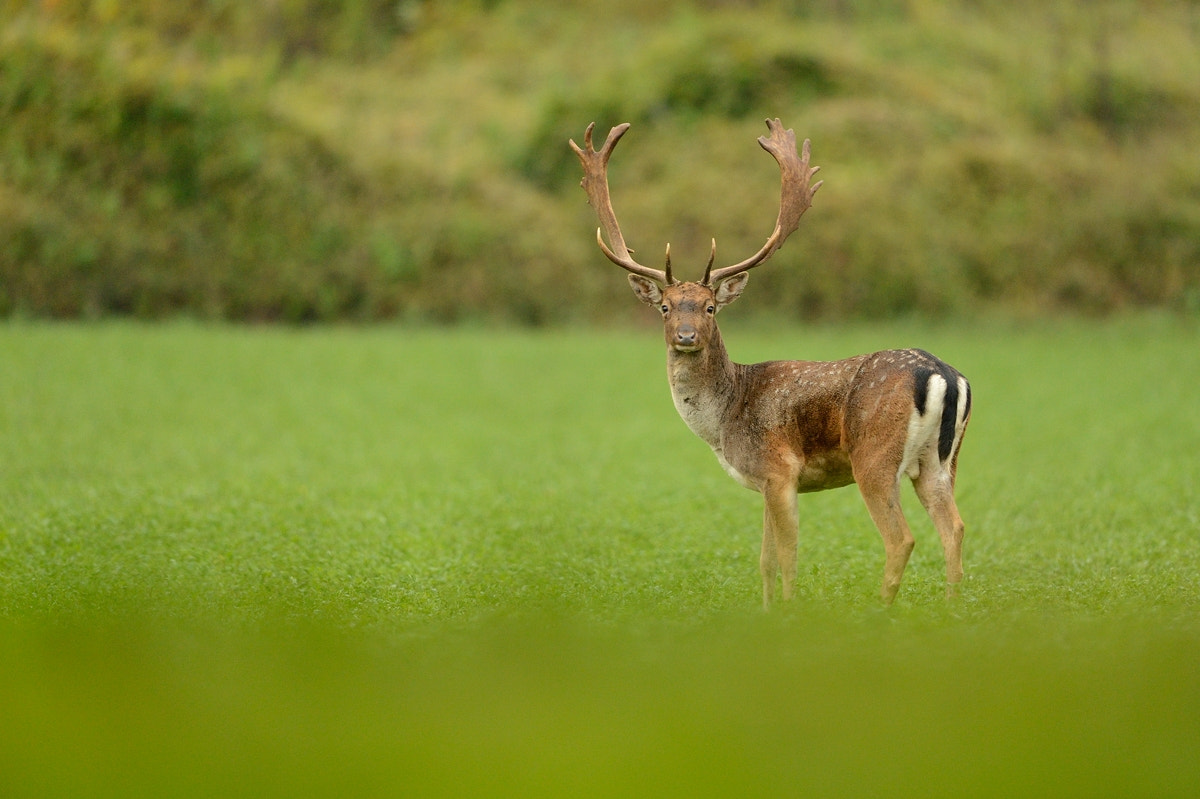 Nikon D4 + Nikon AF-S Nikkor 500mm F4G ED VR sample photo. October's king photography