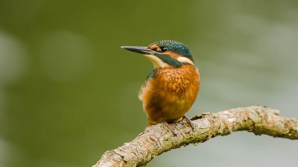 Sigma 50-500mm F4.5-6.3 DG OS HSM sample photo. Kingfisher photography