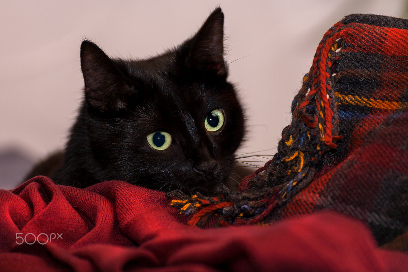 Tamron SP 35mm F1.8 Di VC USD sample photo. Cat portrait fips photography