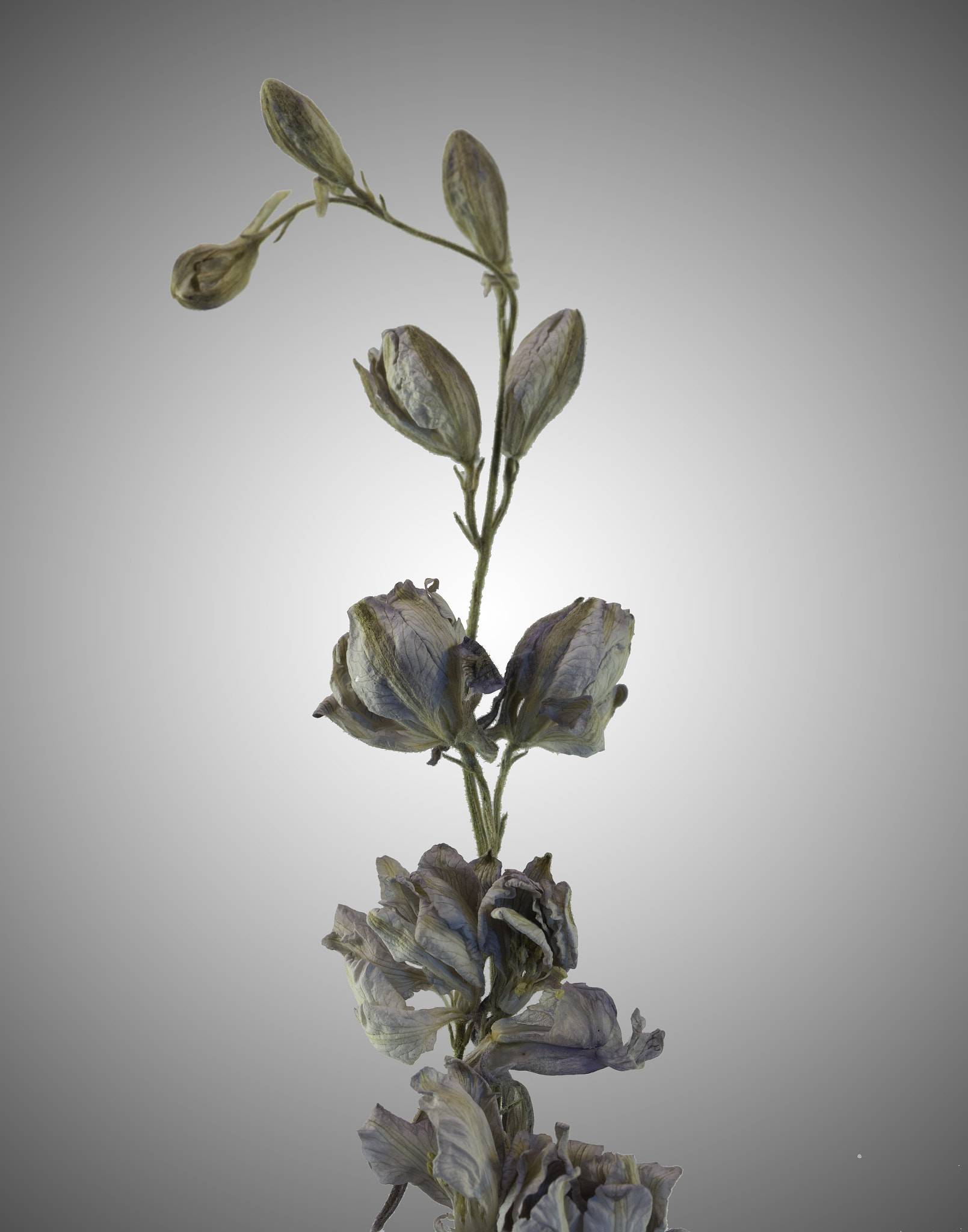 Sony a7 sample photo. Progressive blossoms. photography