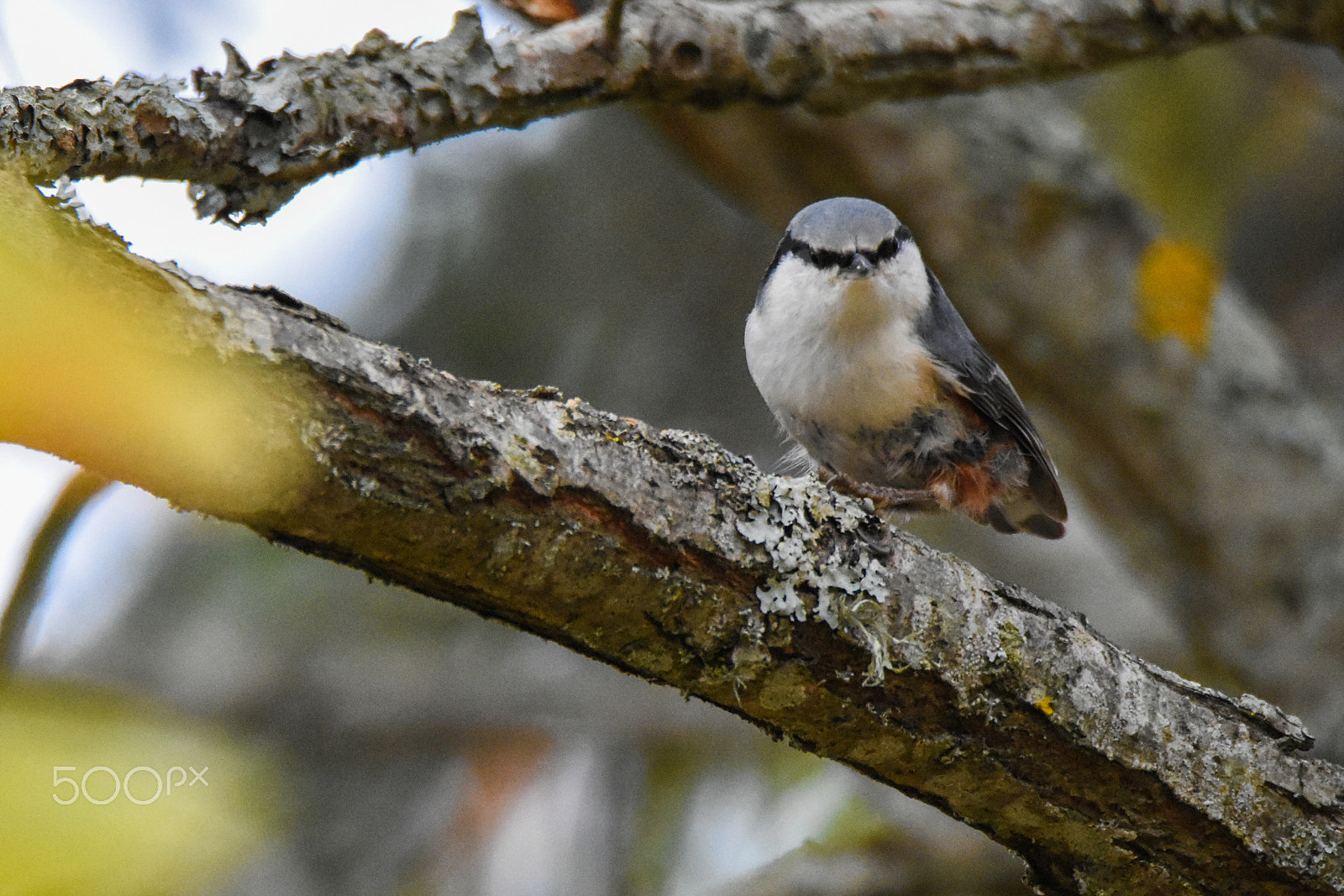 Tamron SP 150-600mm F5-6.3 Di VC USD sample photo. A nuthatch looking slightly pissed off.. photography