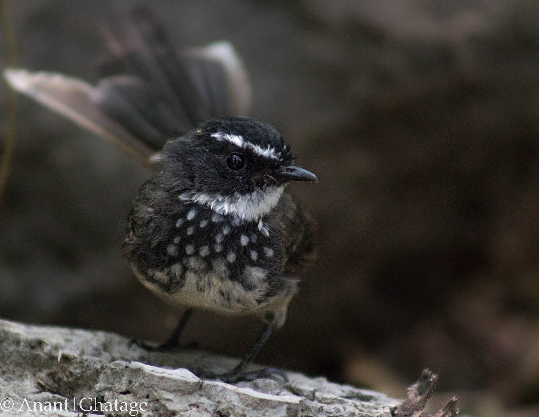 Canon EOS 80D sample photo. Weekend birding... white-throated fantail photography