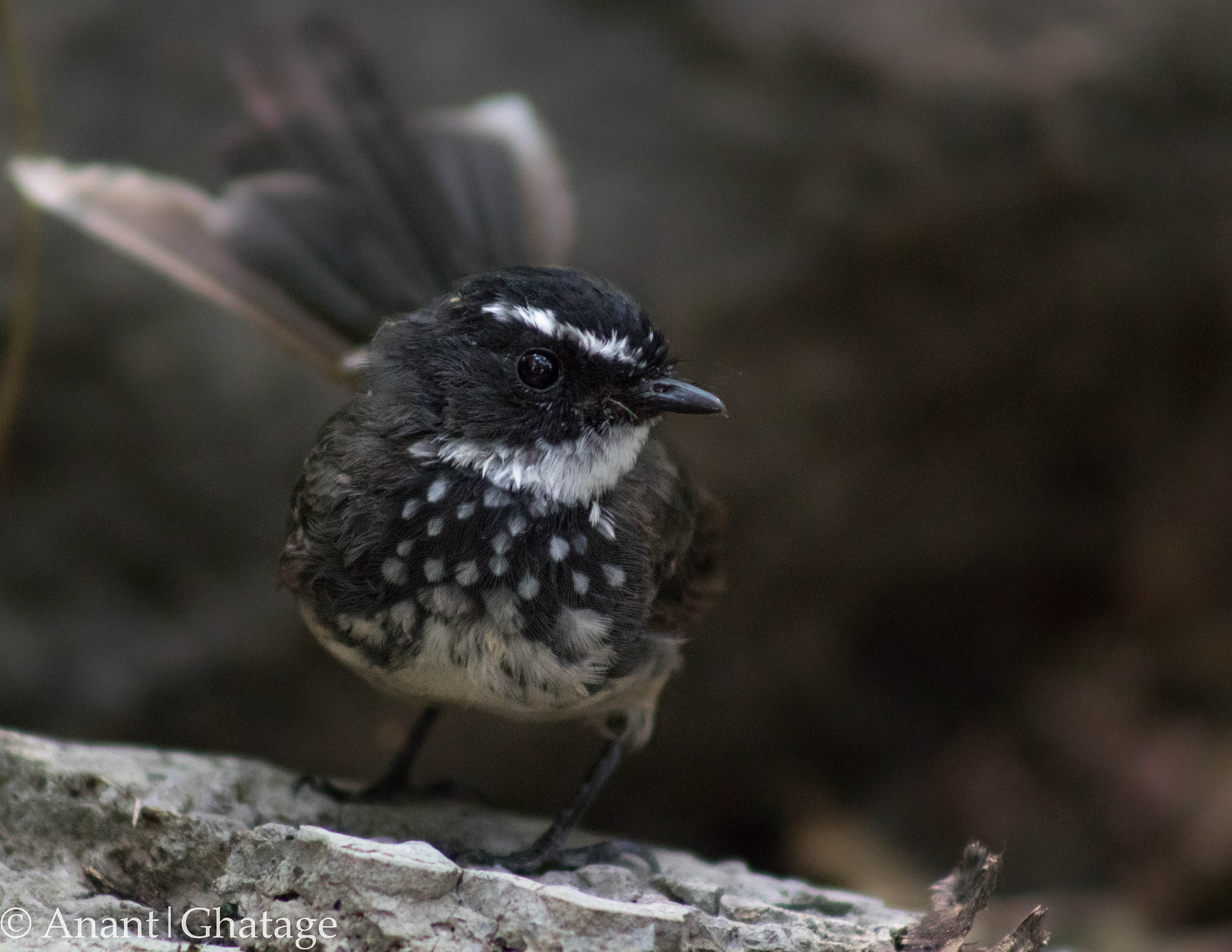 Canon EOS 80D + EF75-300mm f/4-5.6 sample photo. Weekend birding... white-throated fantail photography