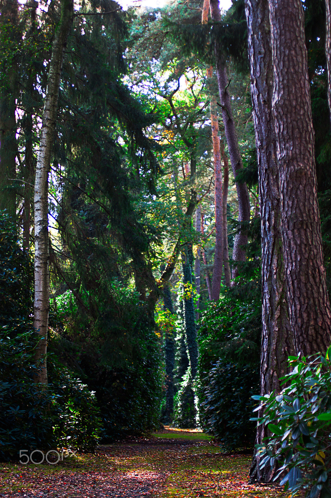 Canon EOS 500D (EOS Rebel T1i / EOS Kiss X3) + Canon EF 50mm F2.5 Macro sample photo. Path through the trees photography