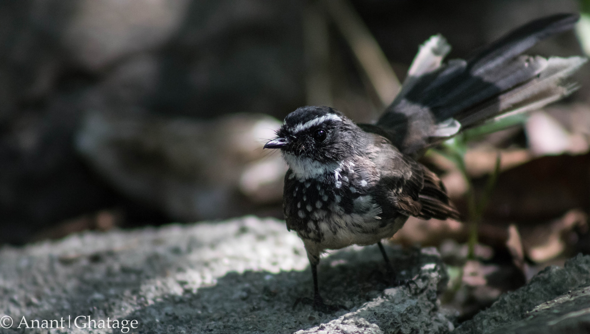 Canon EOS 80D + EF75-300mm f/4-5.6 sample photo. Weekend birding... white-throated fantail photography