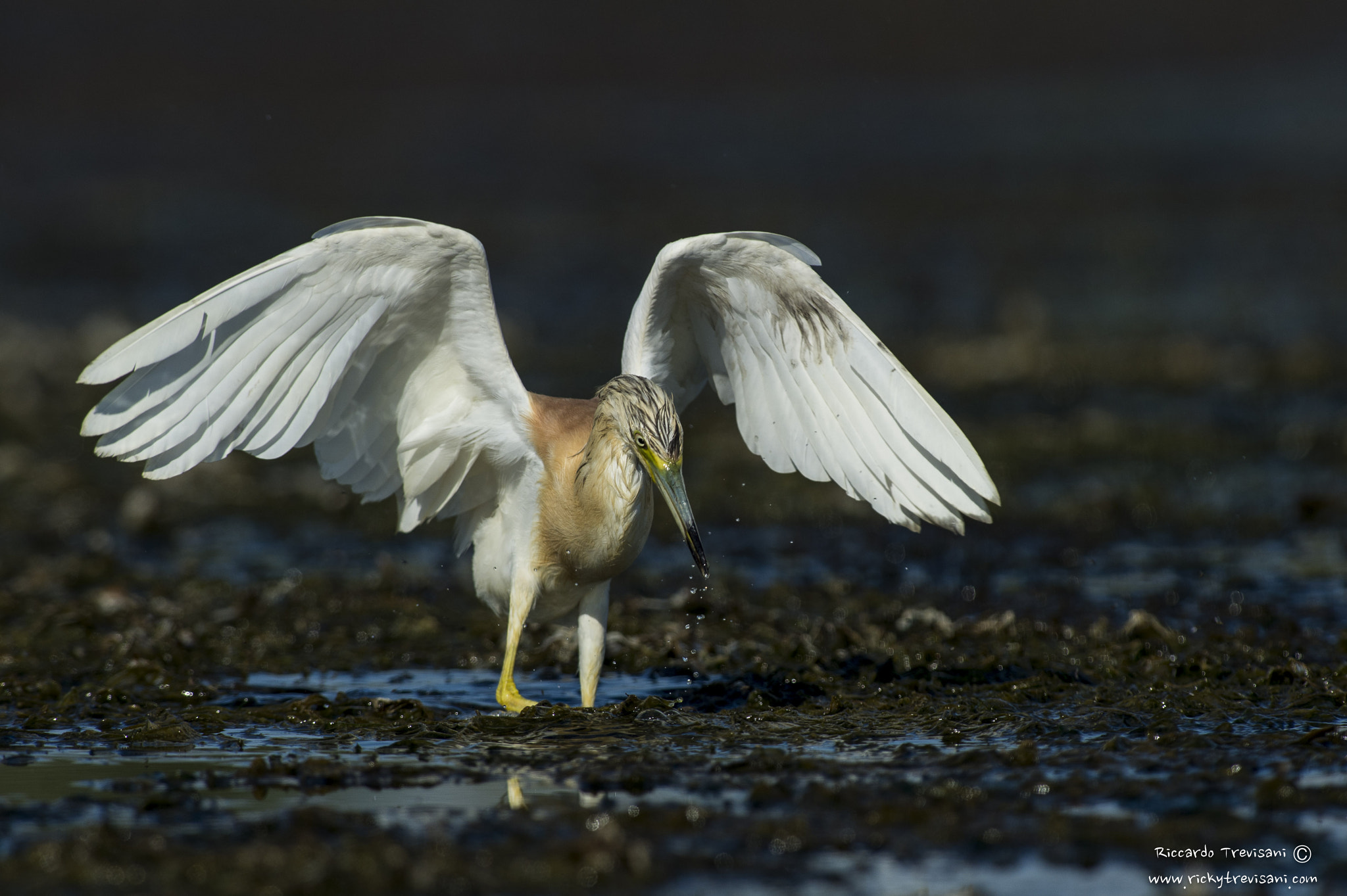 Nikon AF-S Nikkor 300mm F2.8G ED VR II sample photo. Squacco heron photography