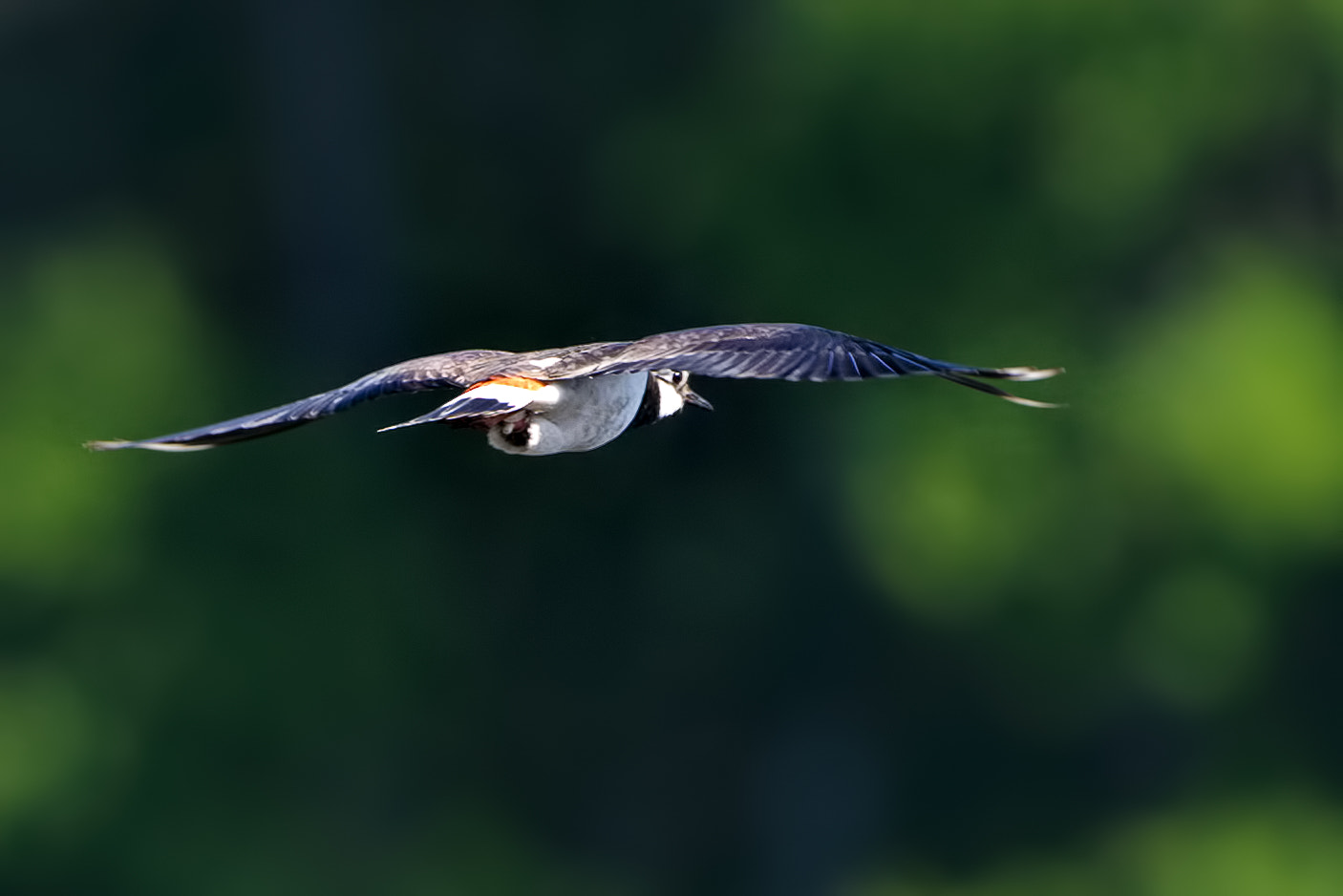 Nikon D800E + Nikon AF-S Nikkor 500mm F4G ED VR sample photo. Northern lapwing photography