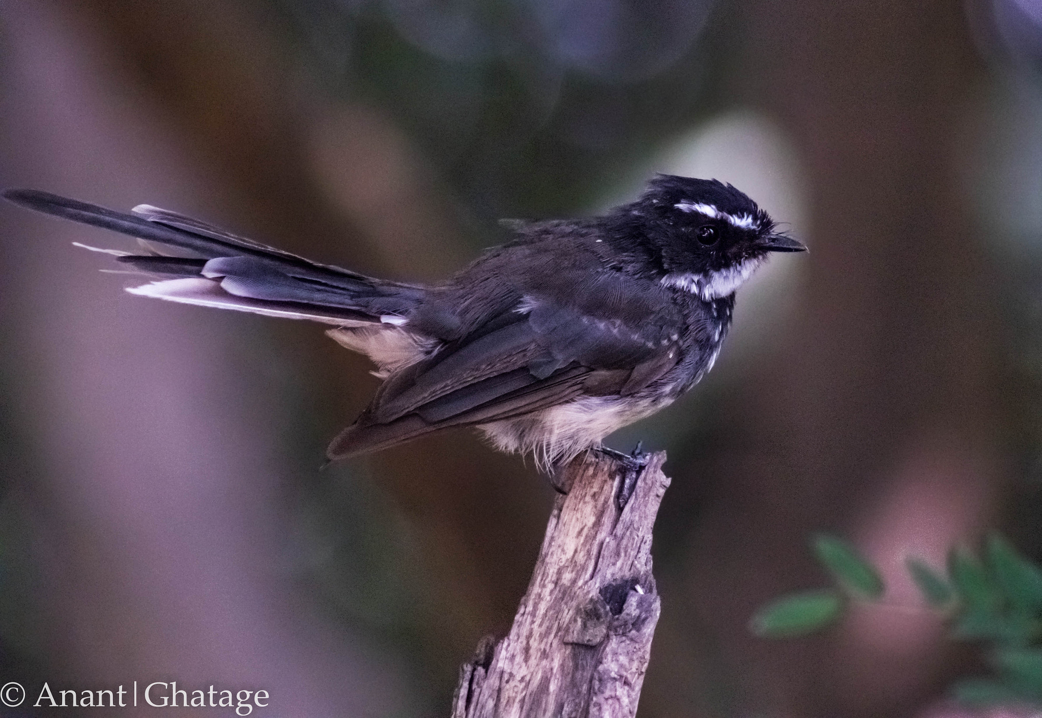 Canon EOS 80D + EF75-300mm f/4-5.6 sample photo. Weekend birding... white-throated fantail photography
