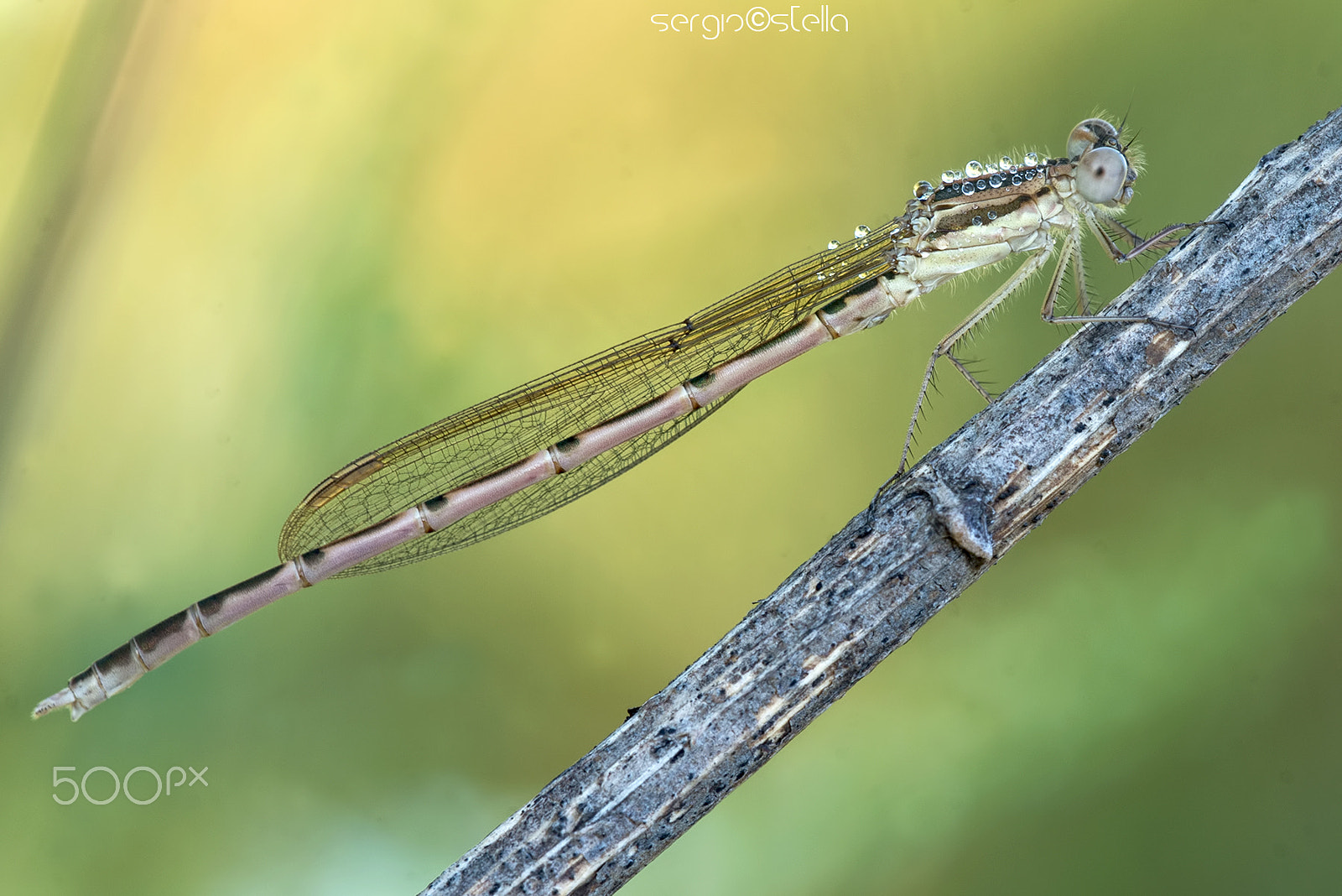 Sigma 150mm F2.8 EX DG Macro HSM sample photo. Vicino..vicino______ photography