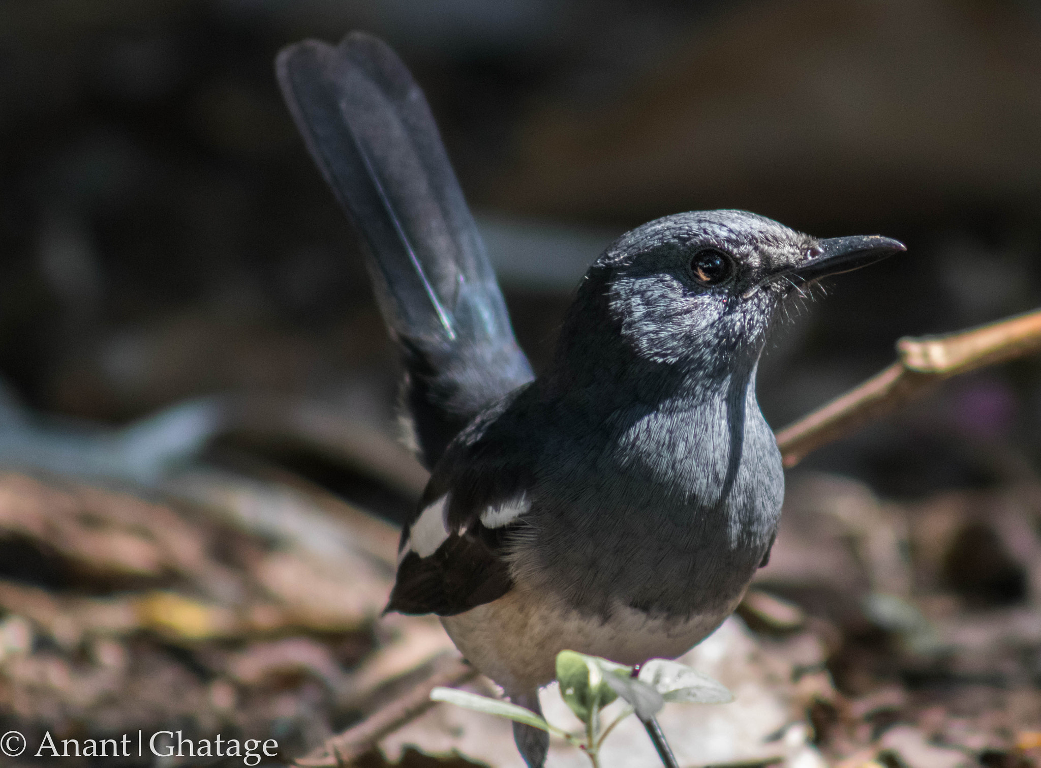 Canon EOS 80D + EF75-300mm f/4-5.6 sample photo. Weekend birding... oriental magpie robin photography