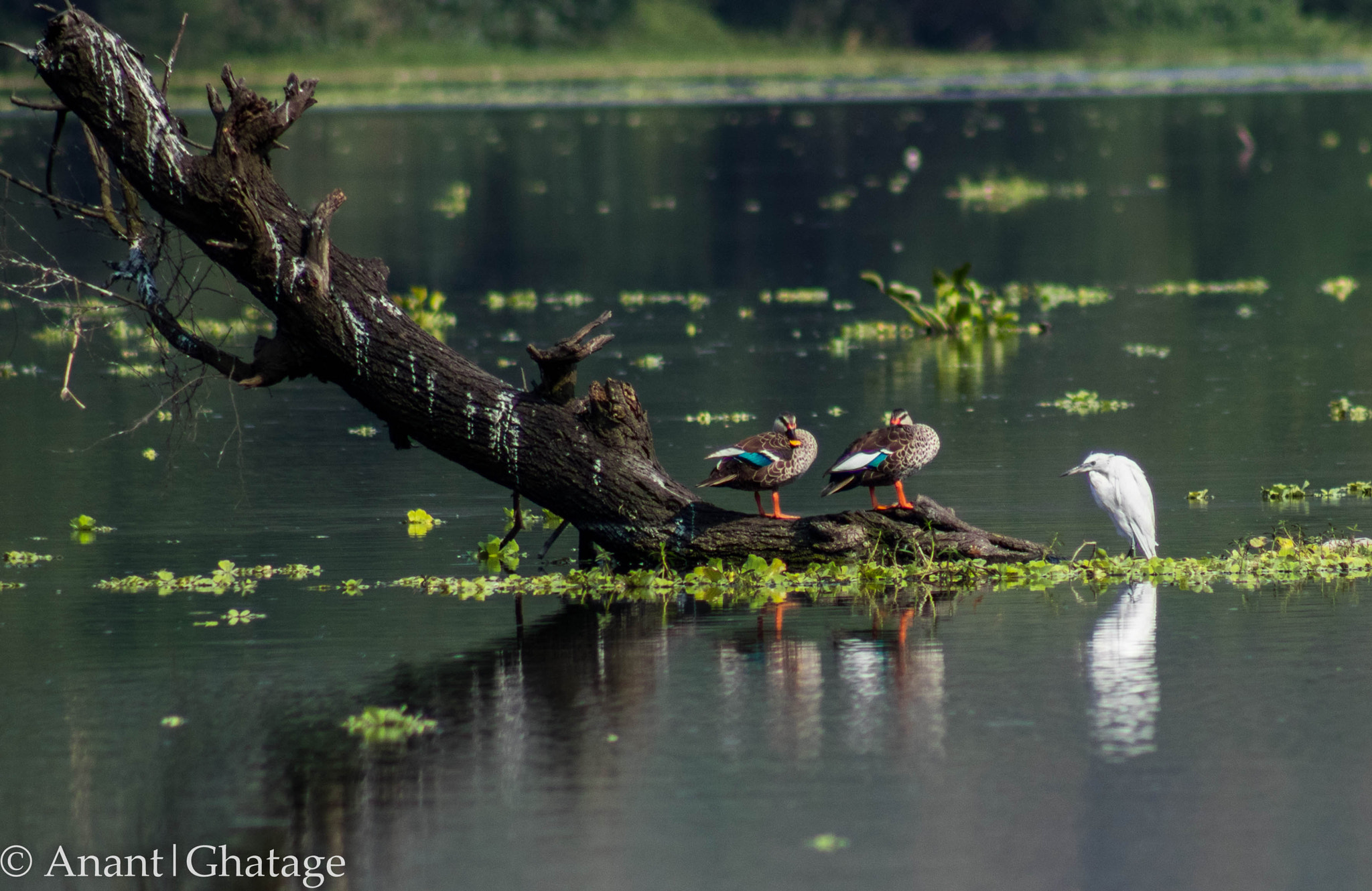 Canon EOS 80D + EF75-300mm f/4-5.6 sample photo. Weekend birding... 3 friends chilling... photography