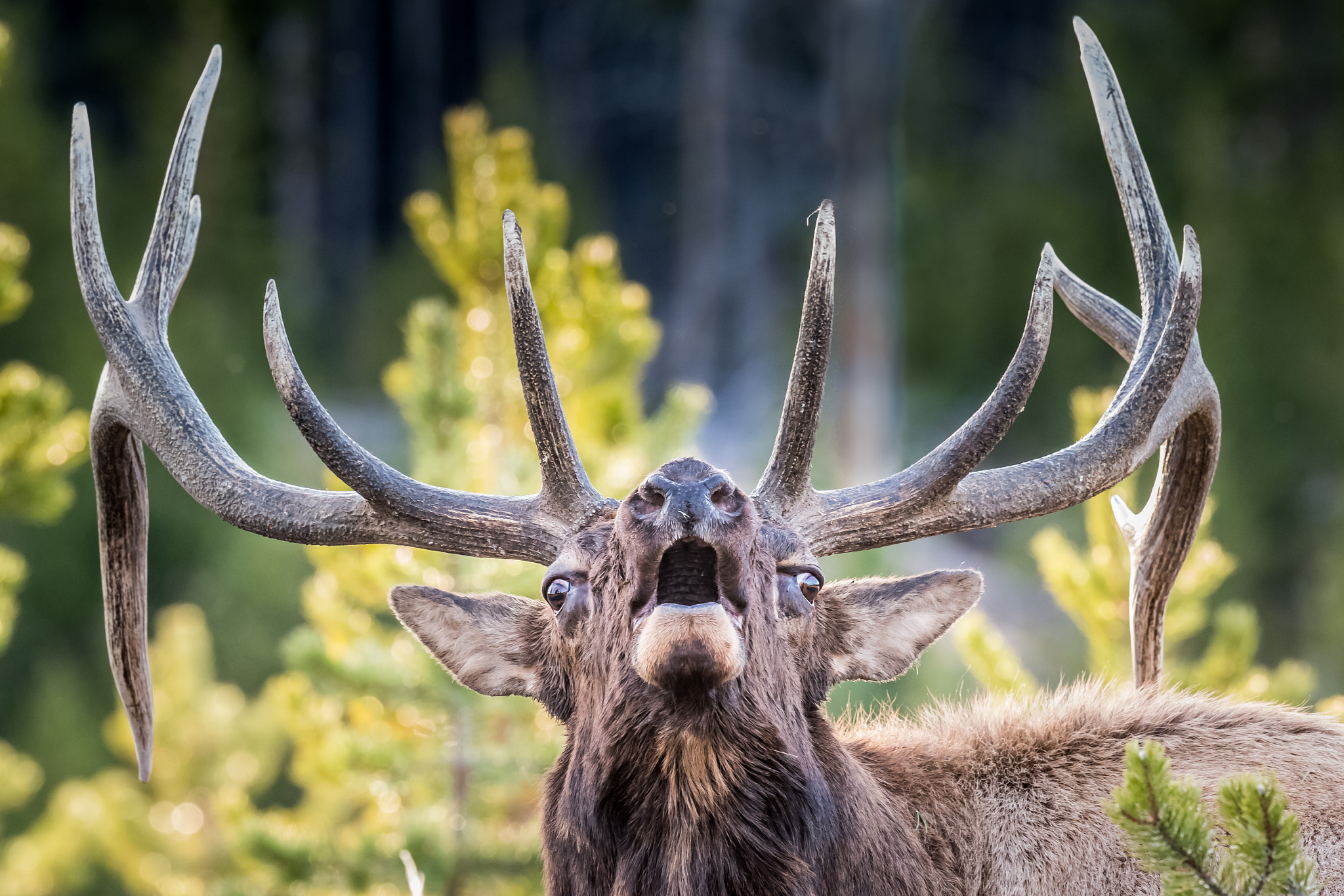 Nikon D5 + Nikon AF-S Nikkor 500mm F4G ED VR sample photo. Screamin' photography