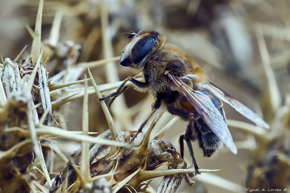 150mm F2.8 sample photo. Eristalis tenax photography