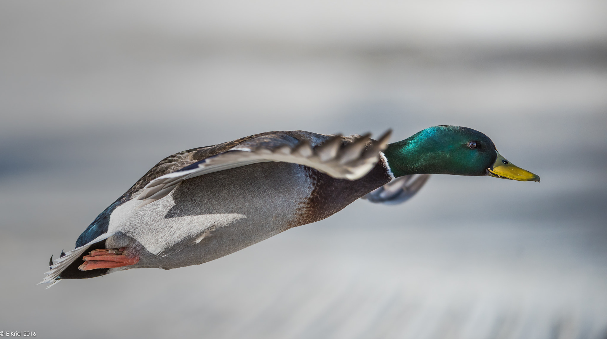 Nikon D810 + Nikon AF-S Nikkor 200-400mm F4G ED-IF VR sample photo. Mallard in flight photography