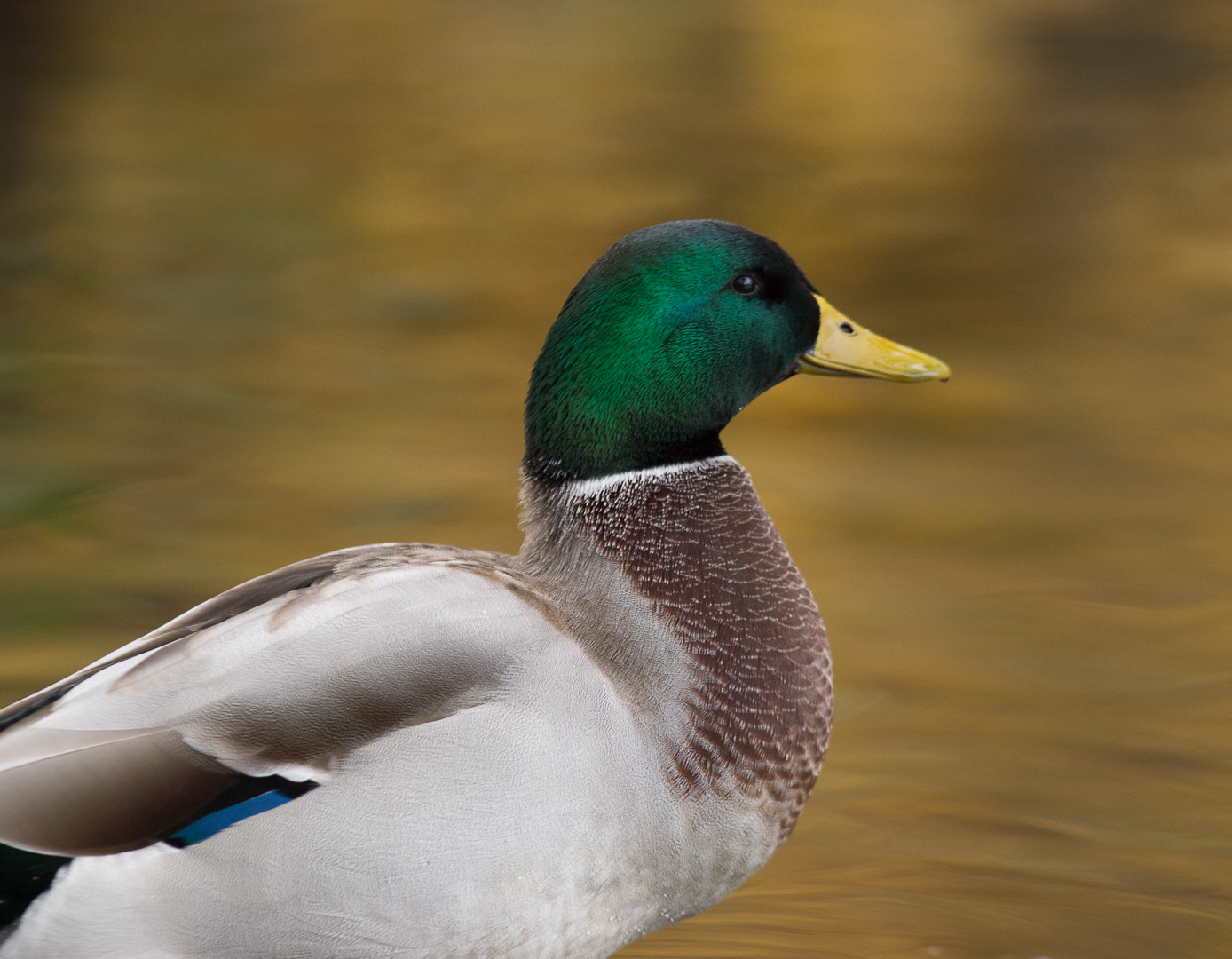 Canon EF 300mm F4L IS USM sample photo