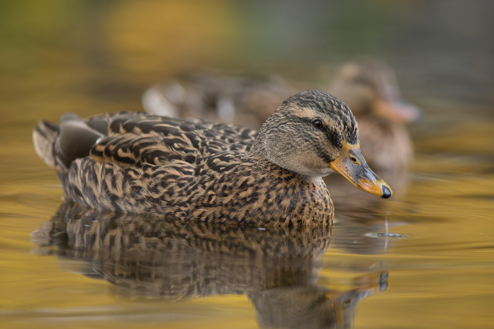 Canon EF 300mm F4L IS USM sample photo