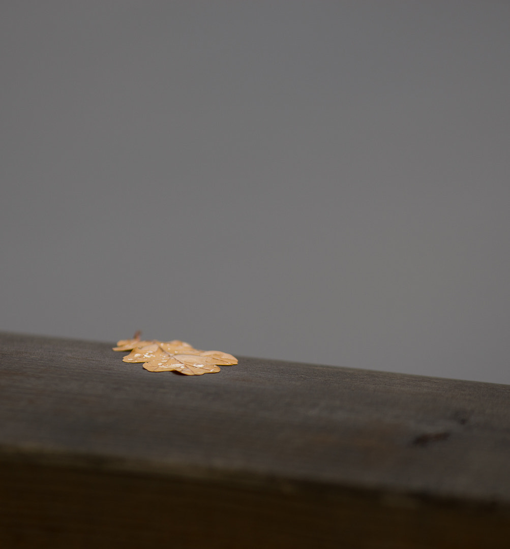 Canon EF 300mm F4L IS USM sample photo. Untitled photography