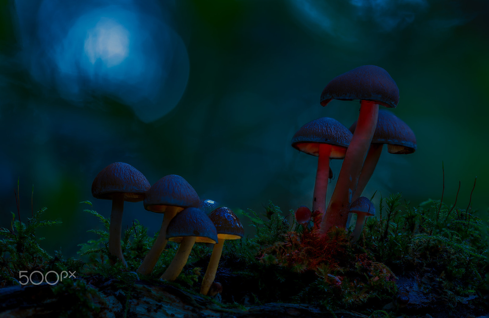 Sigma 150mm f/2.8 EX DG OS HSM APO Macro sample photo. Glowing mushrooms photography