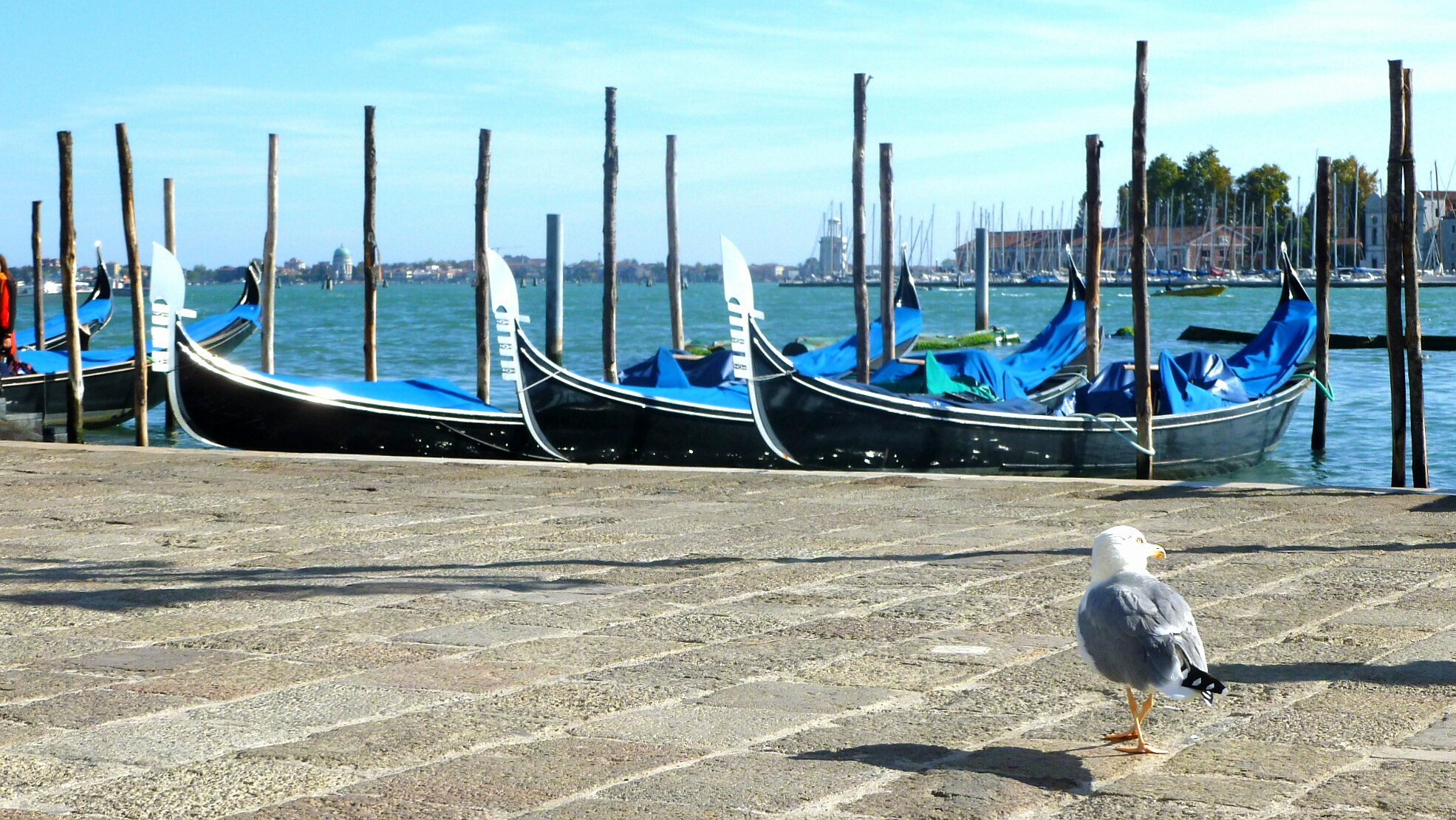 Panasonic DMC-FH25 sample photo. Venetian seagull photography