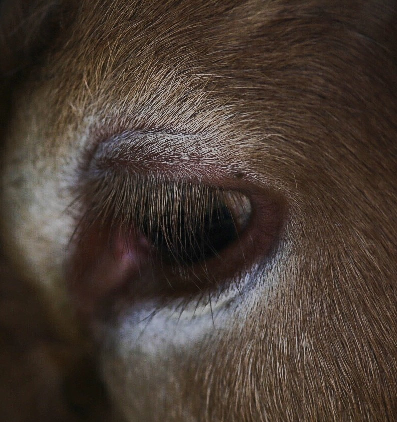 Canon EOS 6D + Canon EF 300mm F4L IS USM sample photo. Jersey cow eye photography