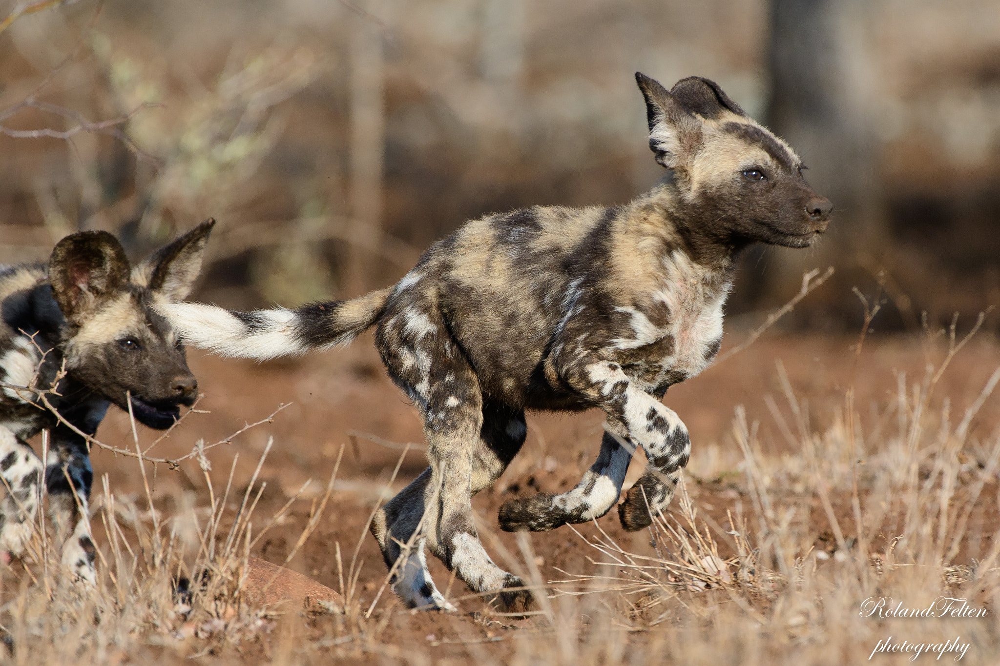 Nikon AF-S Nikkor 200-400mm F4G ED-IF VR sample photo. Playing wild dogs photography