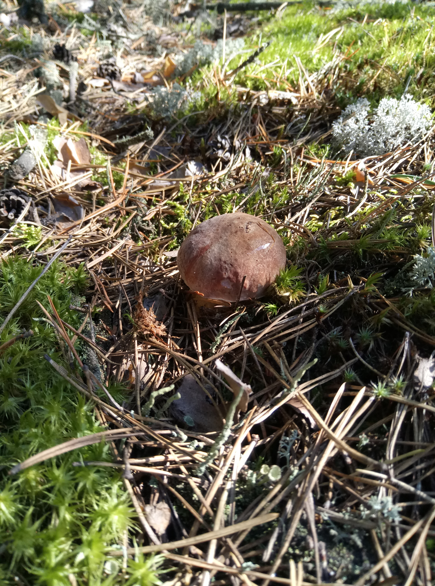 Meizu M3s sample photo. Боровичок photography