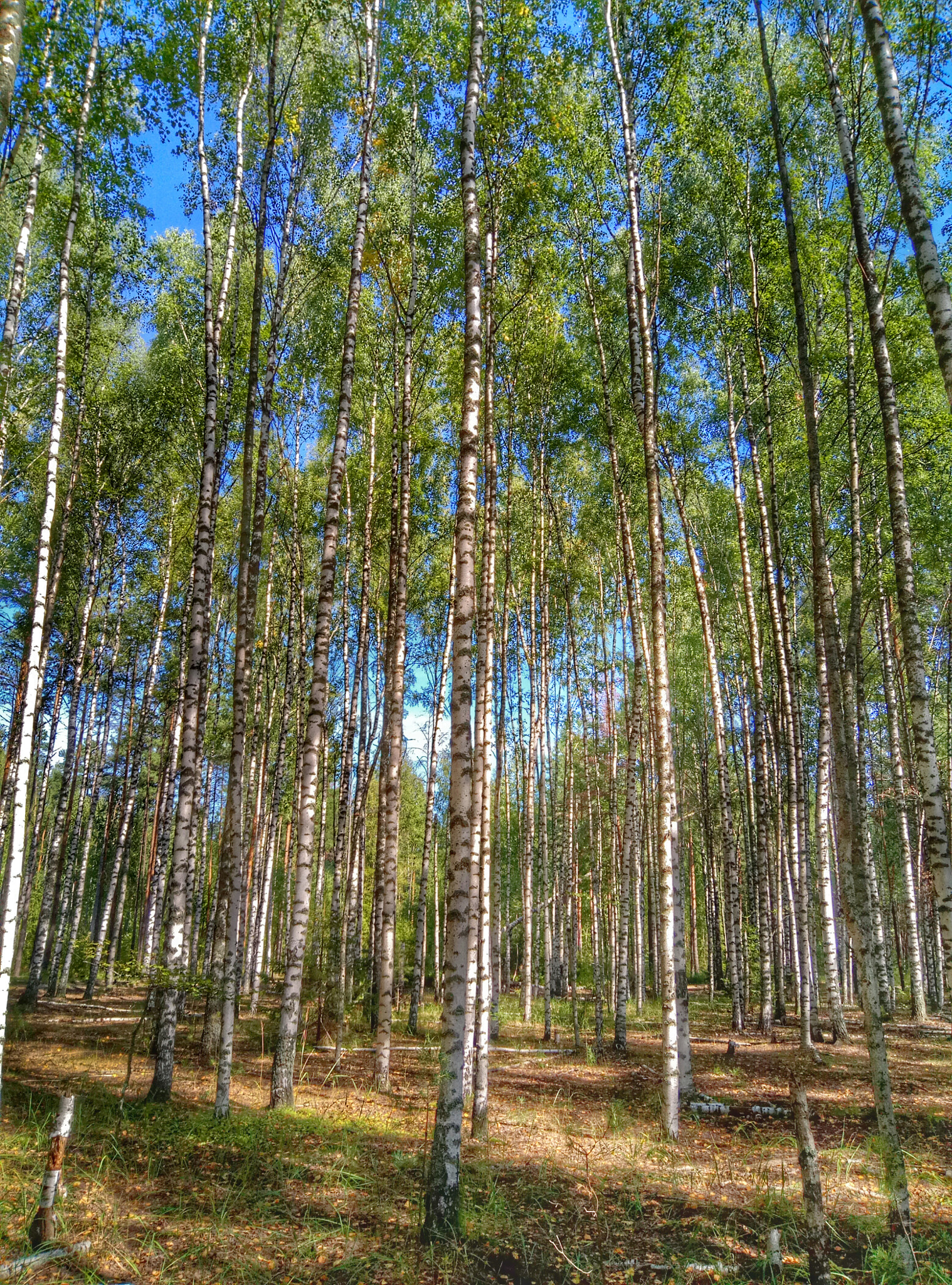 Meizu M3s sample photo. Березовая роща photography
