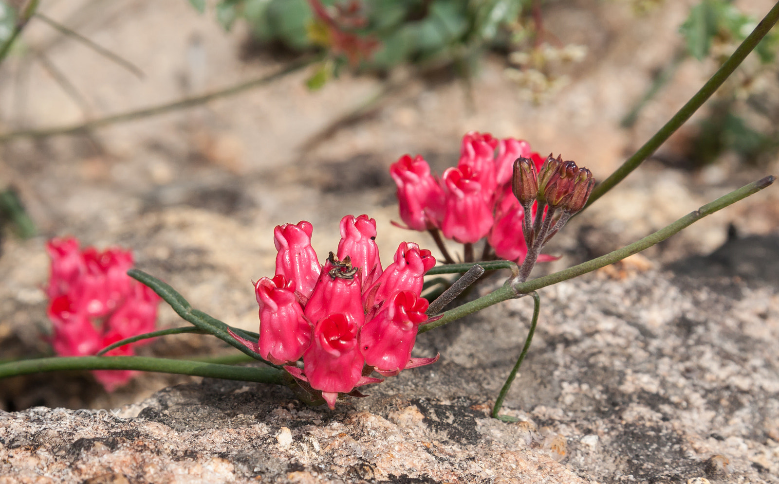 Canon EF-S 17-85mm F4-5.6 IS USM sample photo. Wax creeper (microloma tenuifolium) photography