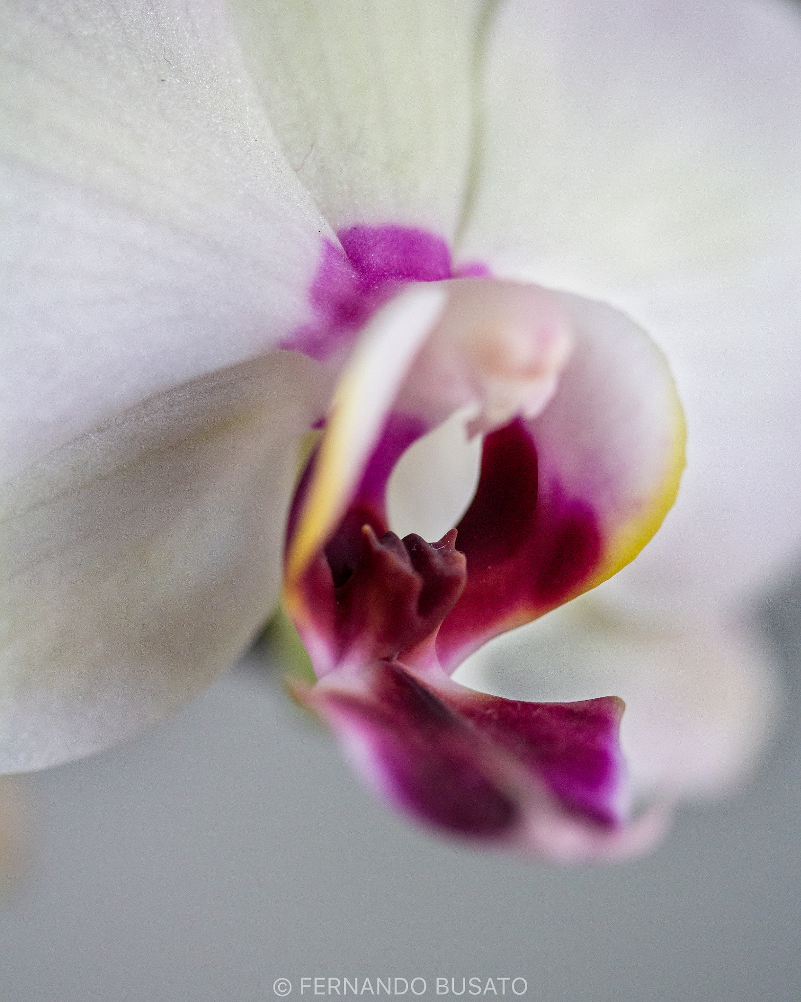 Canon EF-S 60mm F2.8 Macro USM sample photo. Macro photography