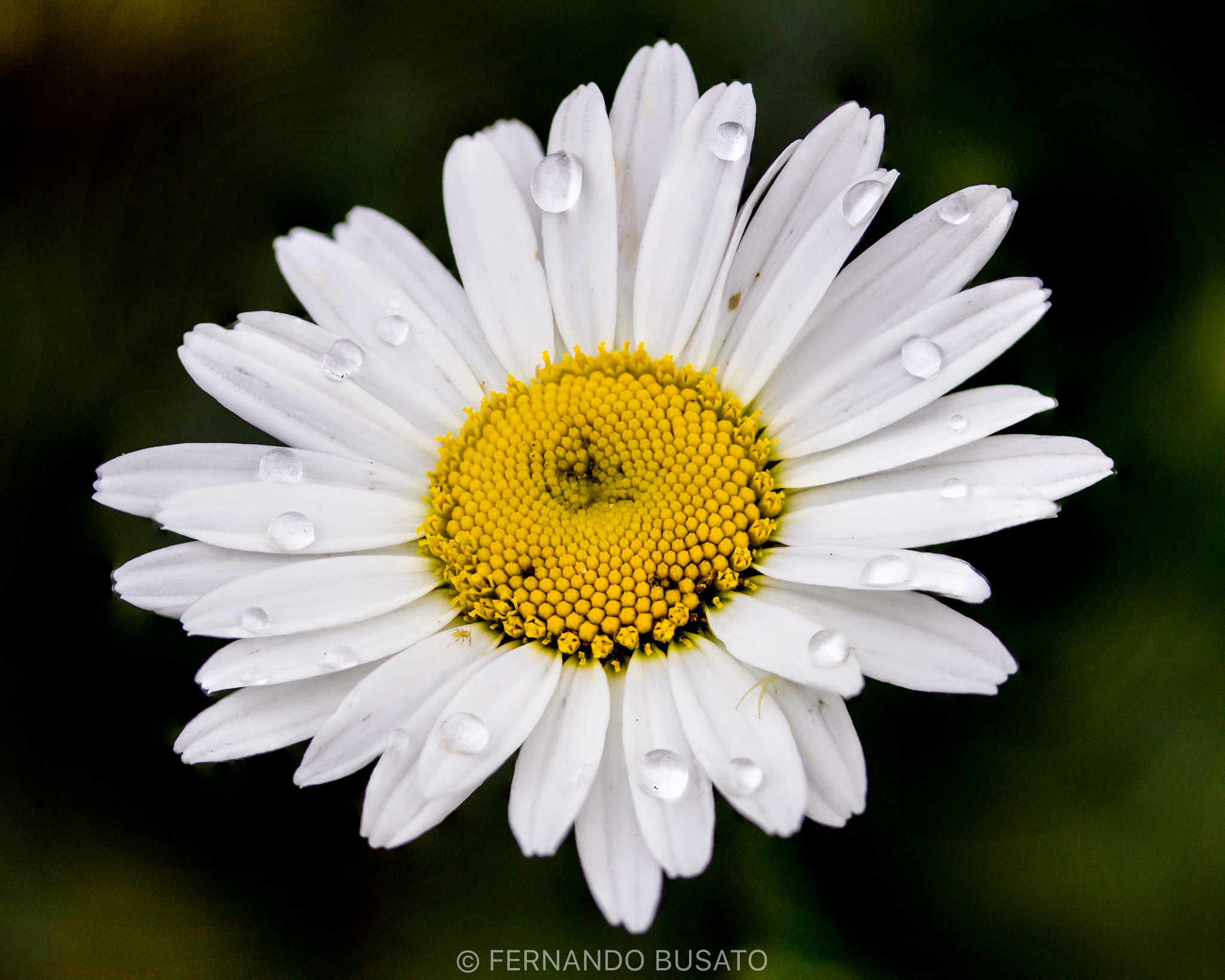 Canon EF-S 60mm F2.8 Macro USM sample photo. Macro photography