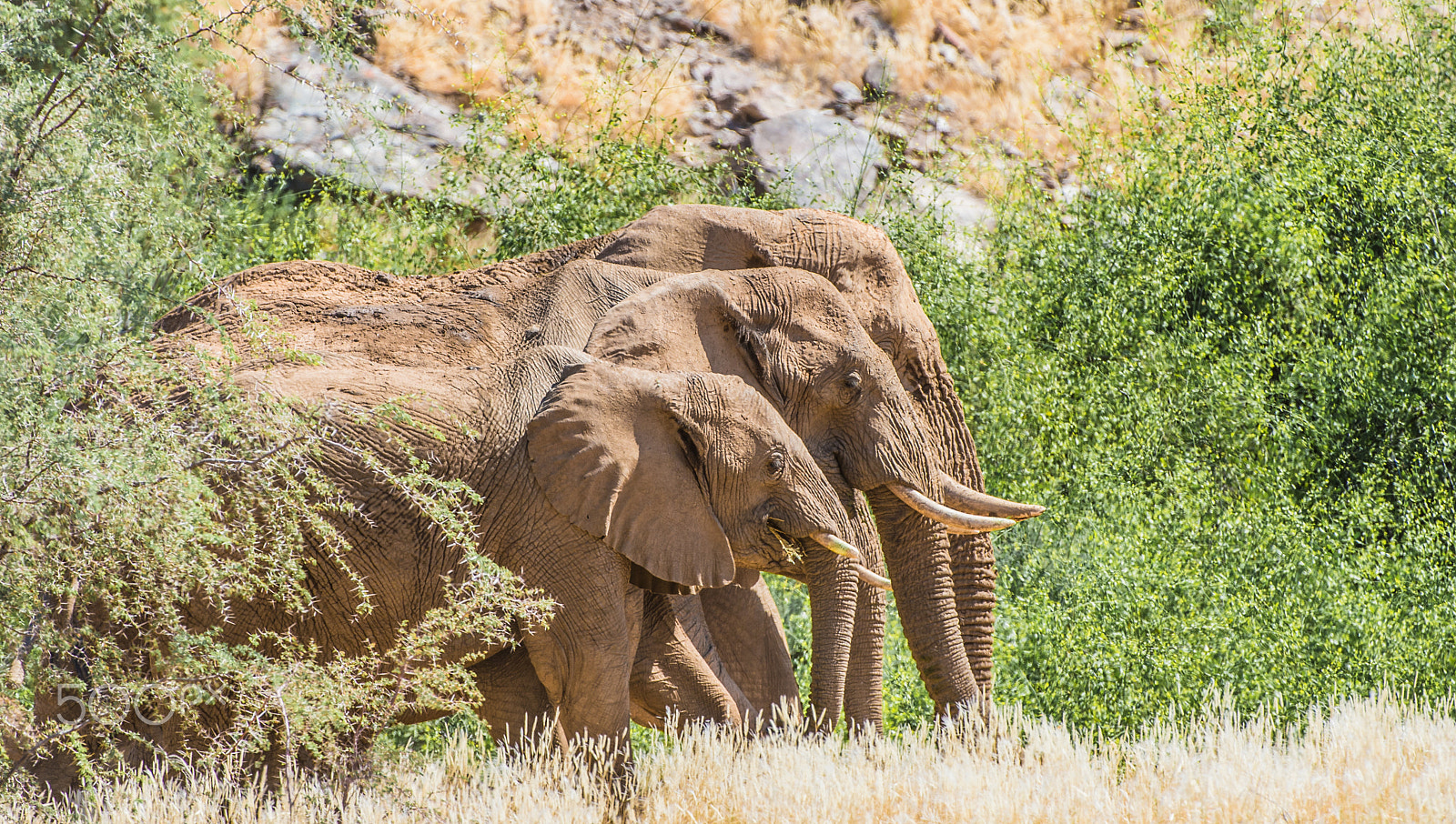 Nikon AF-S Nikkor 200-400mm F4G ED-IF VR sample photo. Huab desert elephants photography