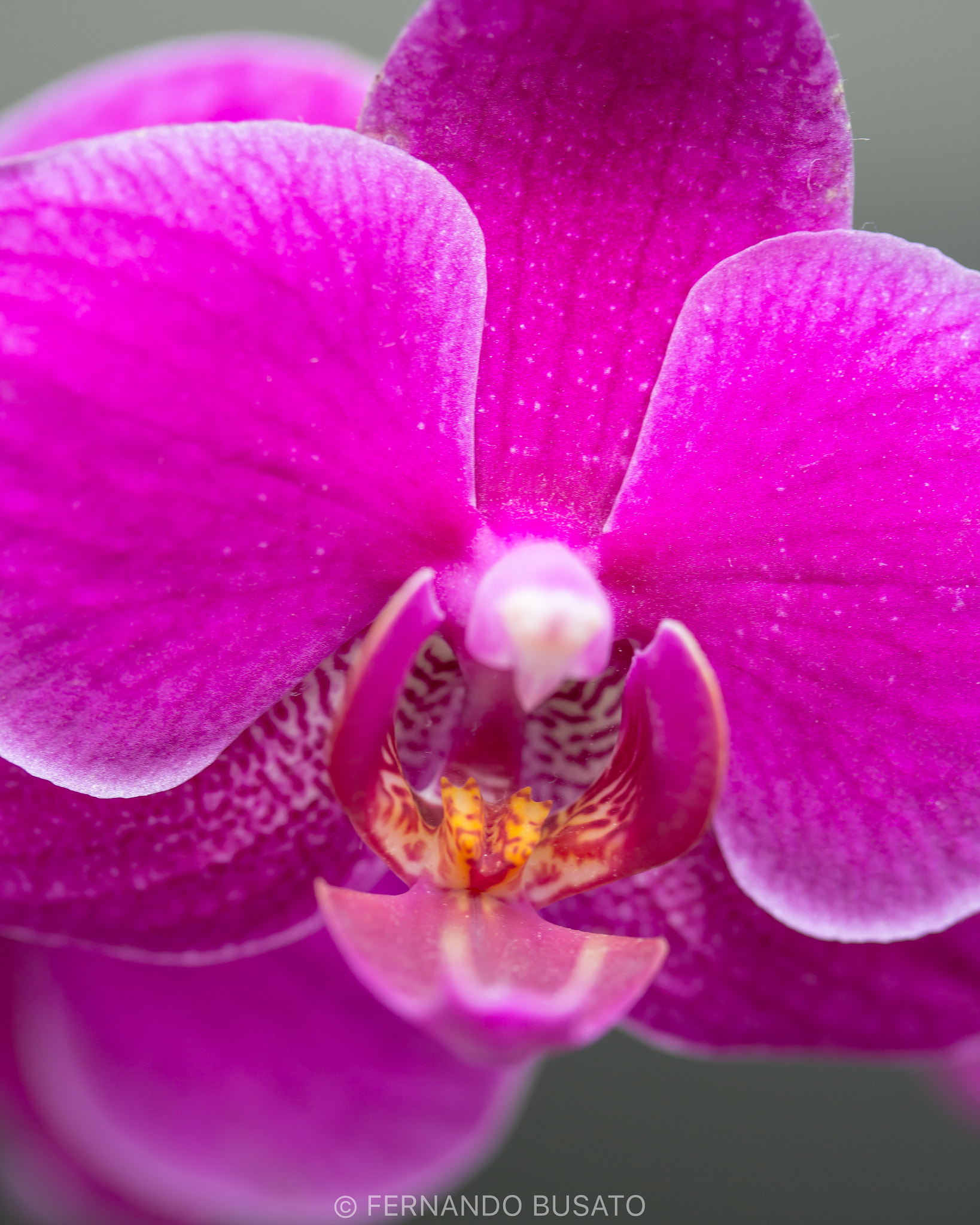 Canon EF-S 60mm F2.8 Macro USM sample photo. Macro photography