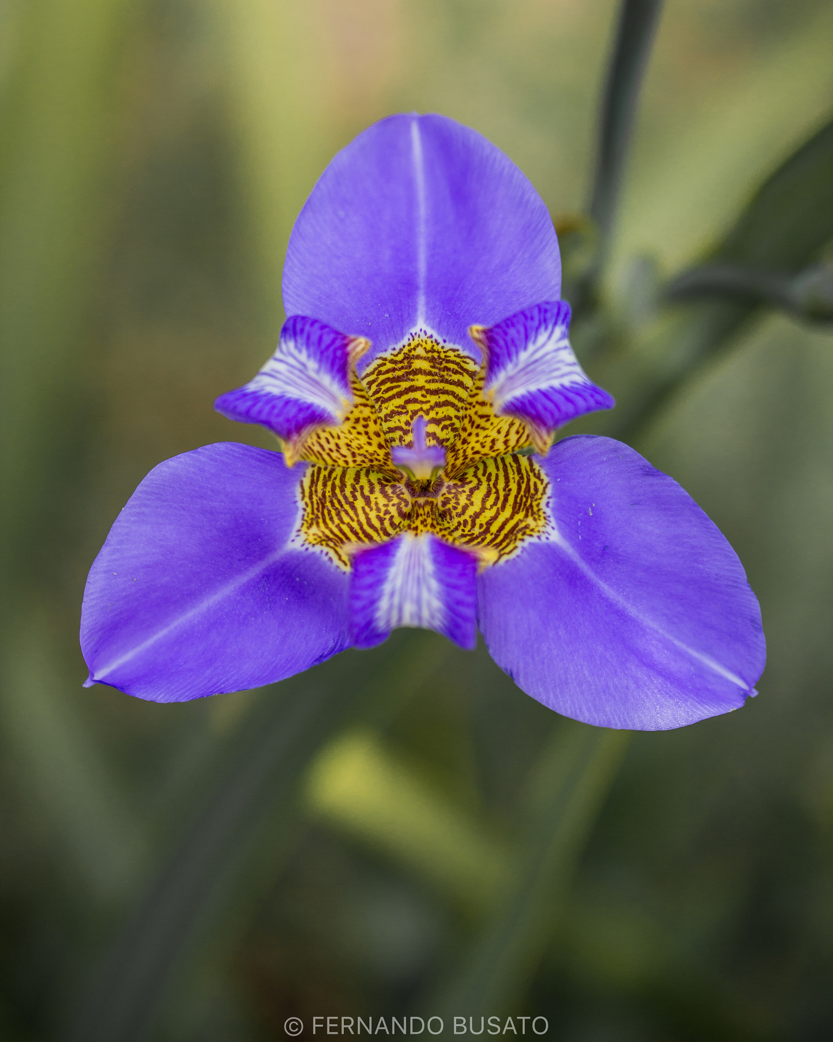 Canon EF-S 60mm F2.8 Macro USM sample photo. Macro photography