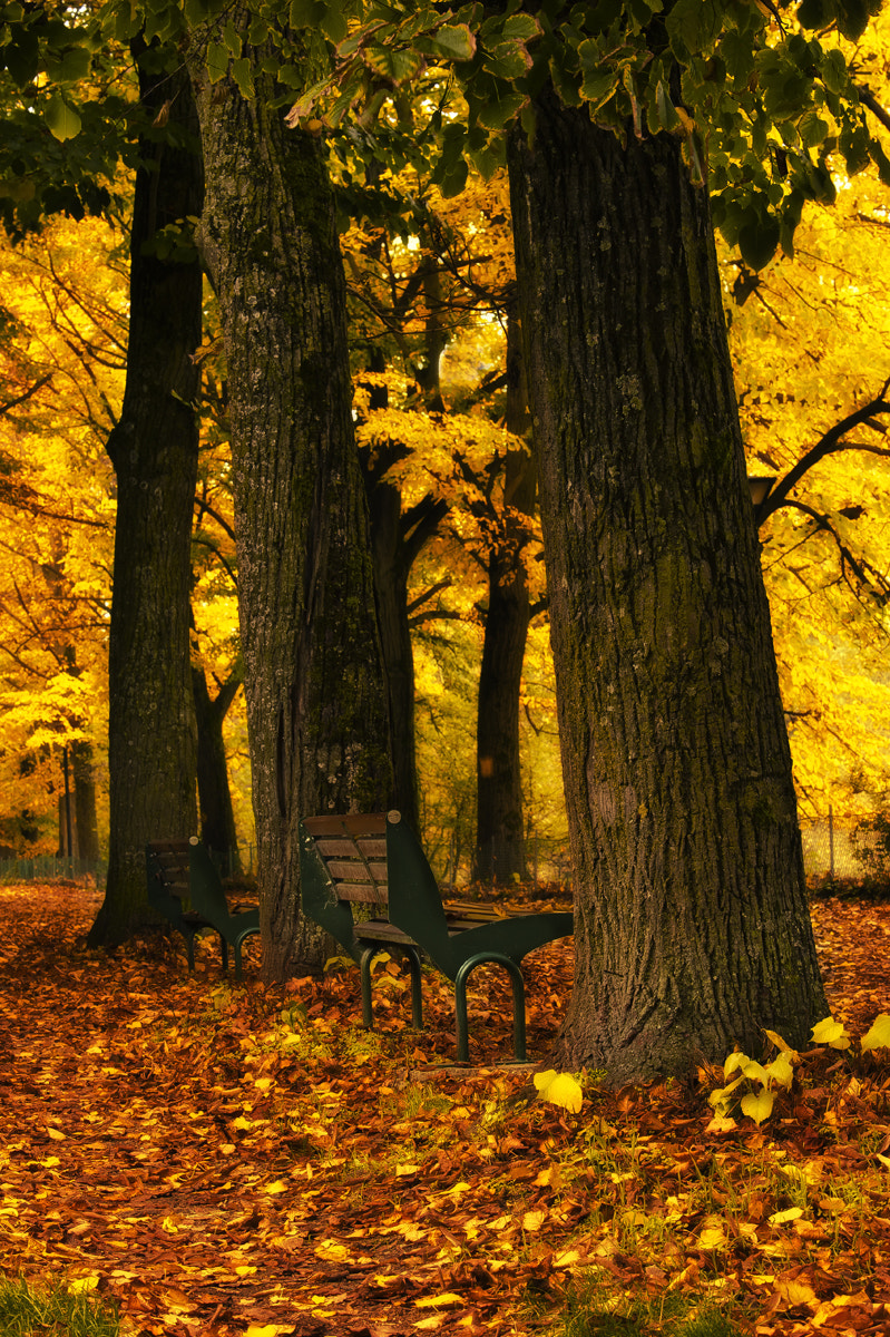 AF-S Zoom-Nikkor 80-200mm f/2.8D IF-ED sample photo. Autumn photography