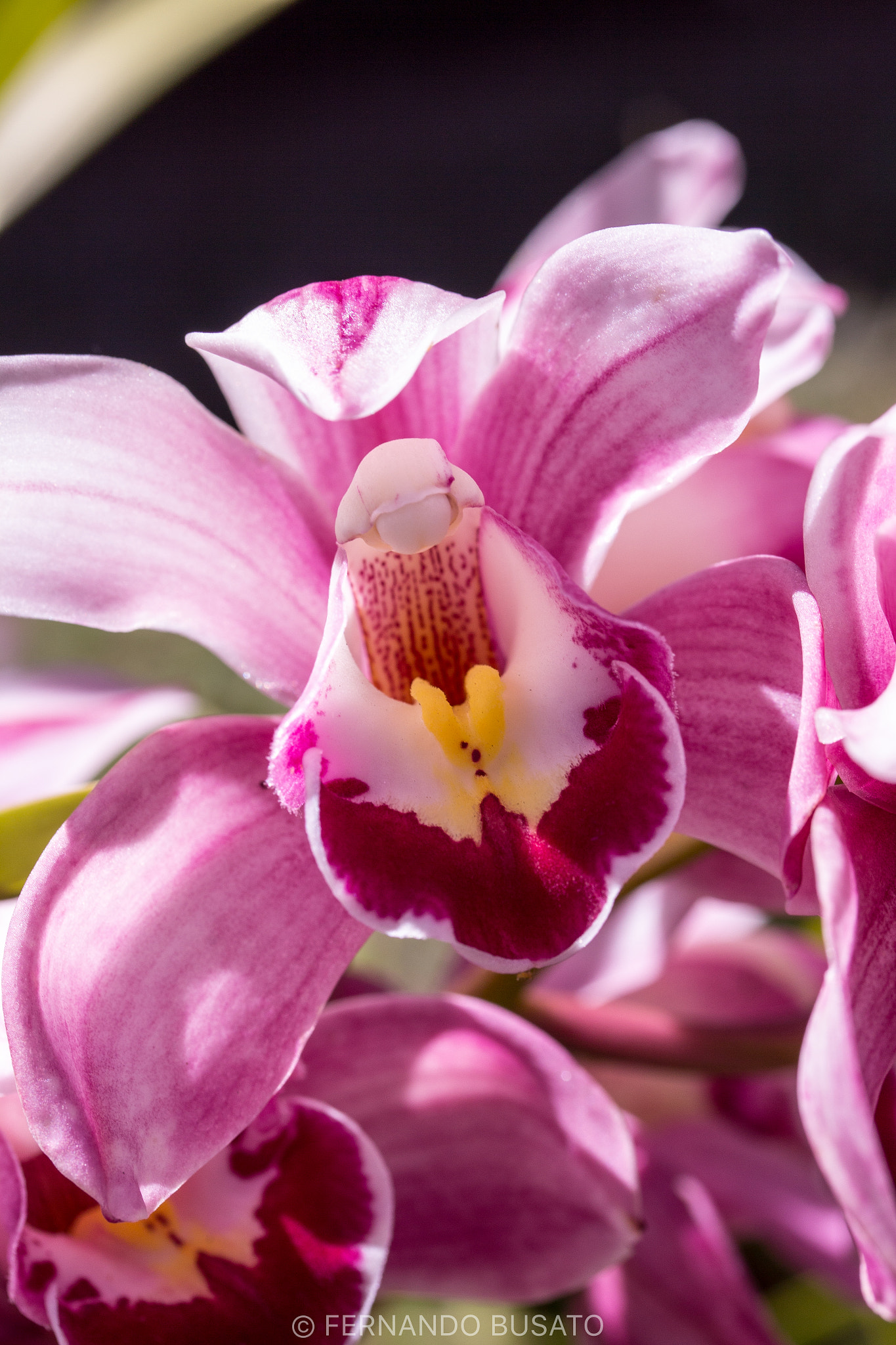 Canon EF-S 60mm F2.8 Macro USM sample photo. Macro photography
