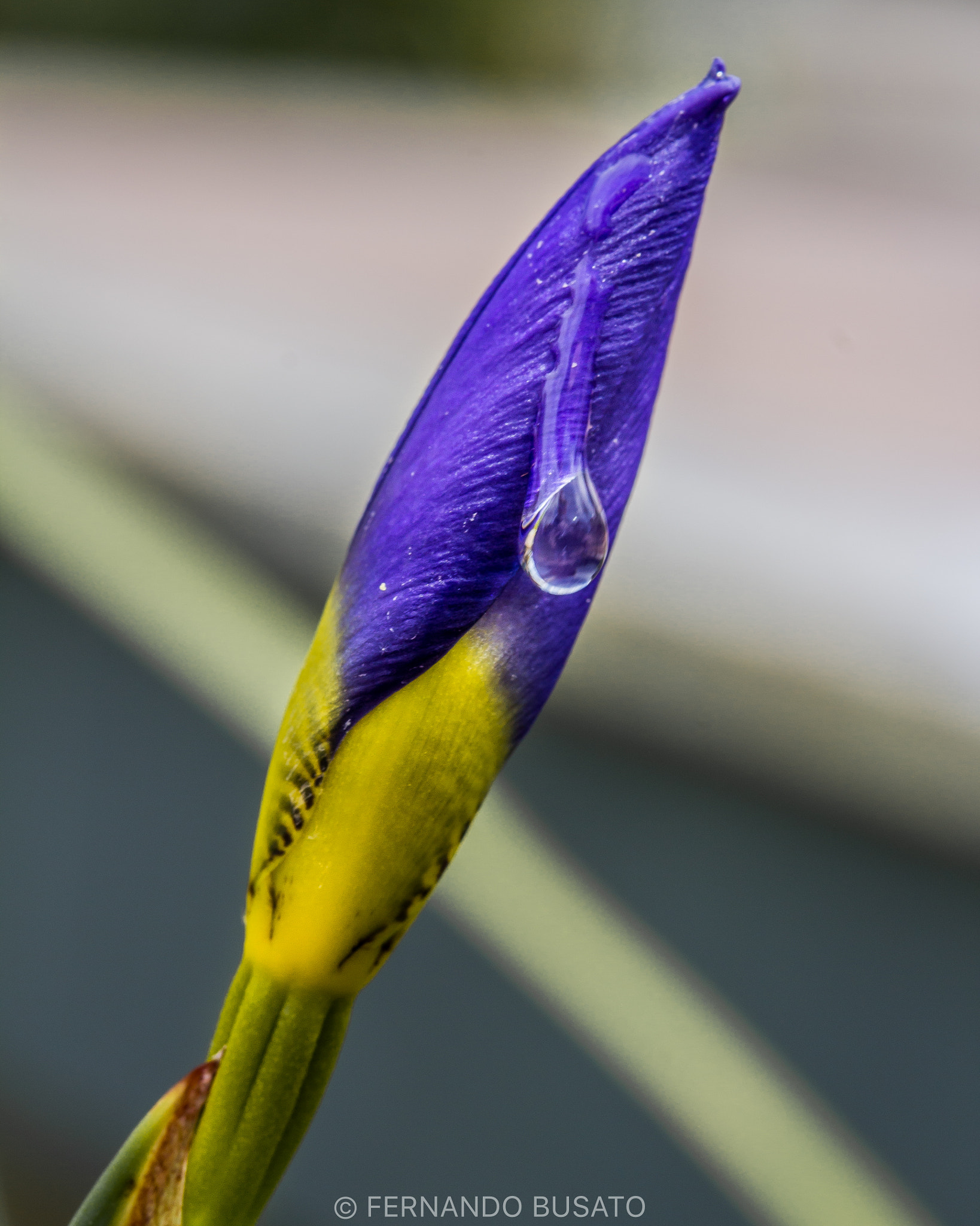 Canon EF-S 60mm F2.8 Macro USM sample photo. Macro photography