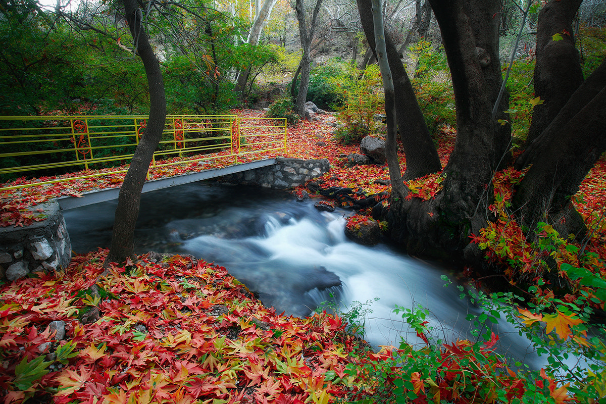 Sigma 17-35mm f/2.8-4 EX DG Aspherical HSM sample photo. Iran gian forest photography