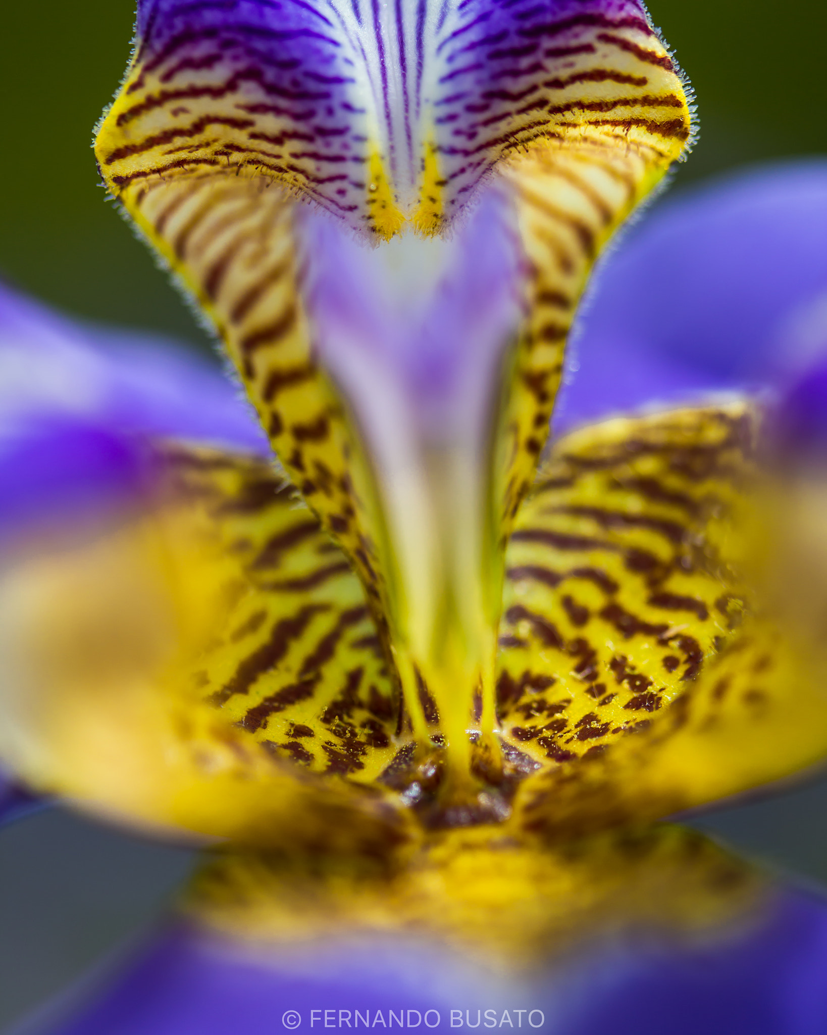 Canon EF-S 60mm F2.8 Macro USM sample photo. Macro photography