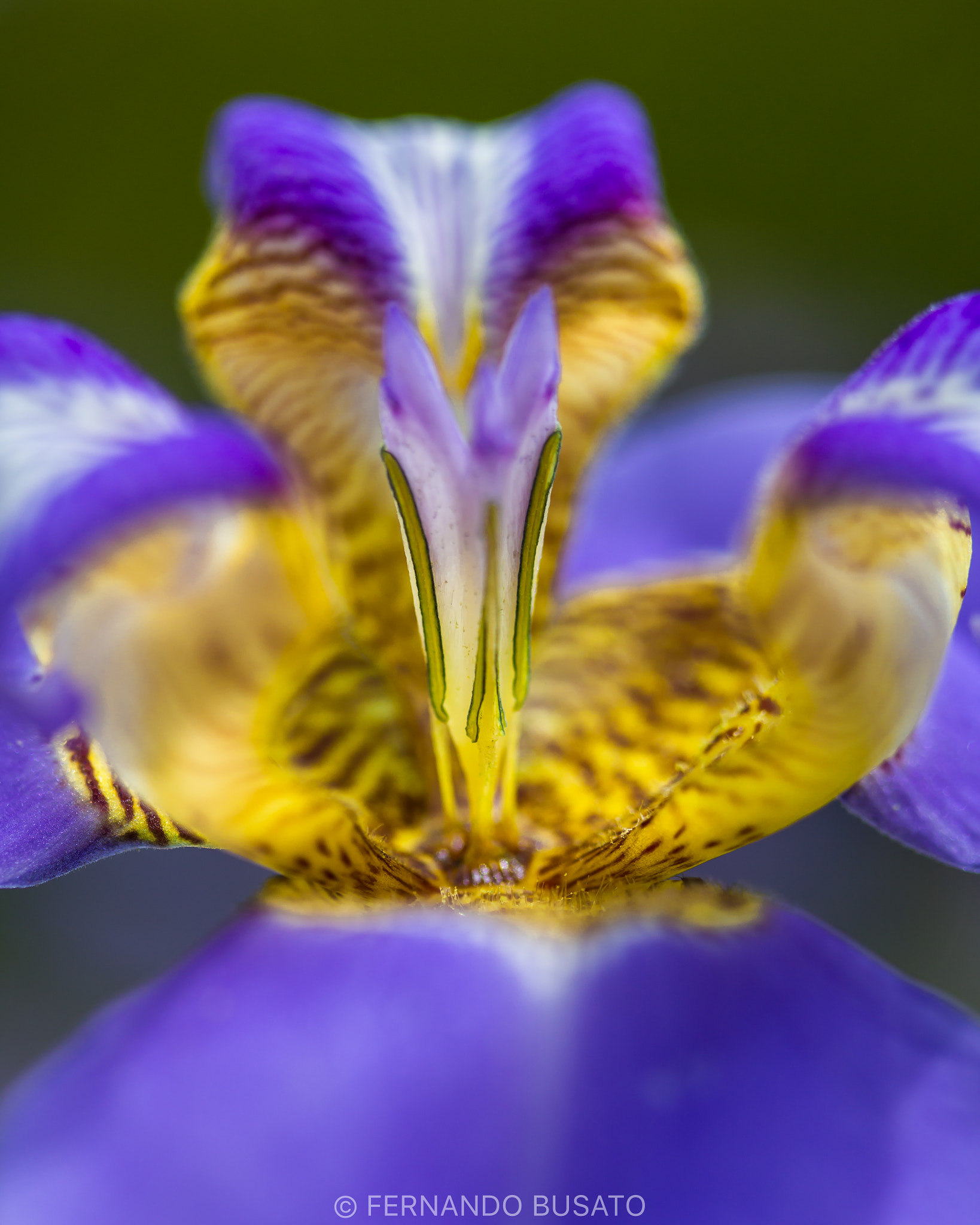 Canon EF-S 60mm F2.8 Macro USM sample photo. Macro photography