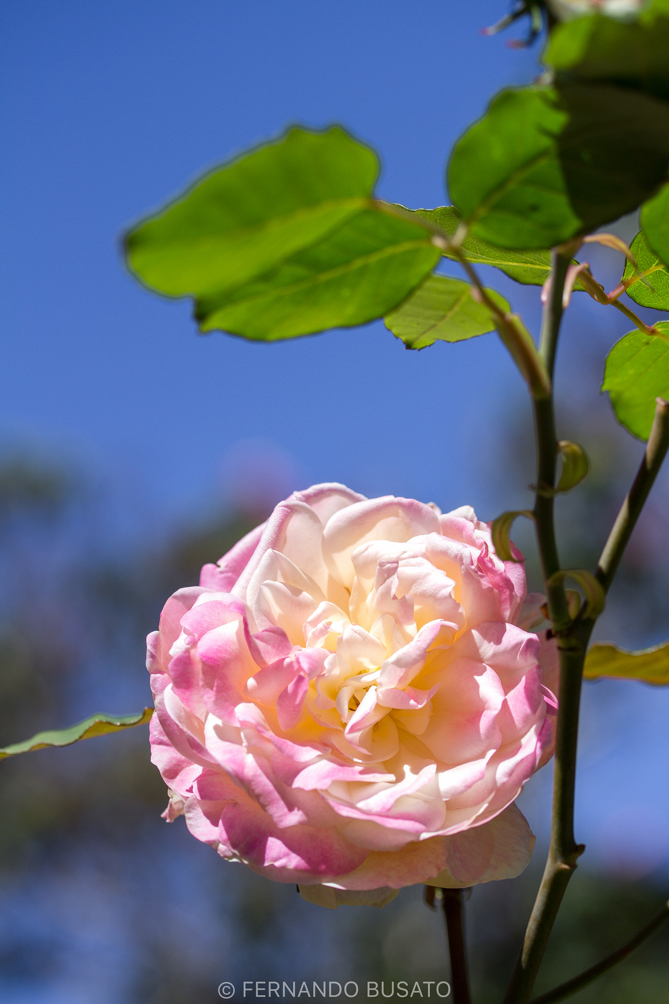 Canon EF-S 60mm F2.8 Macro USM sample photo. Macro photography