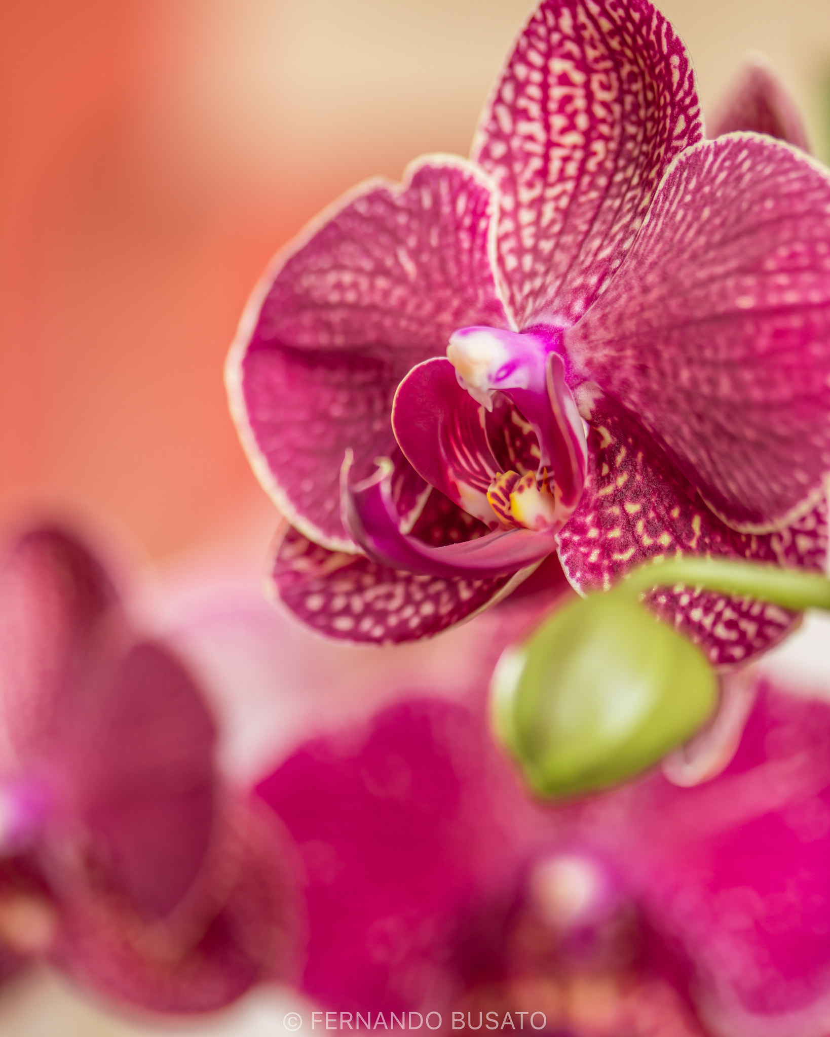 Canon EF-S 60mm F2.8 Macro USM sample photo. Macro photography