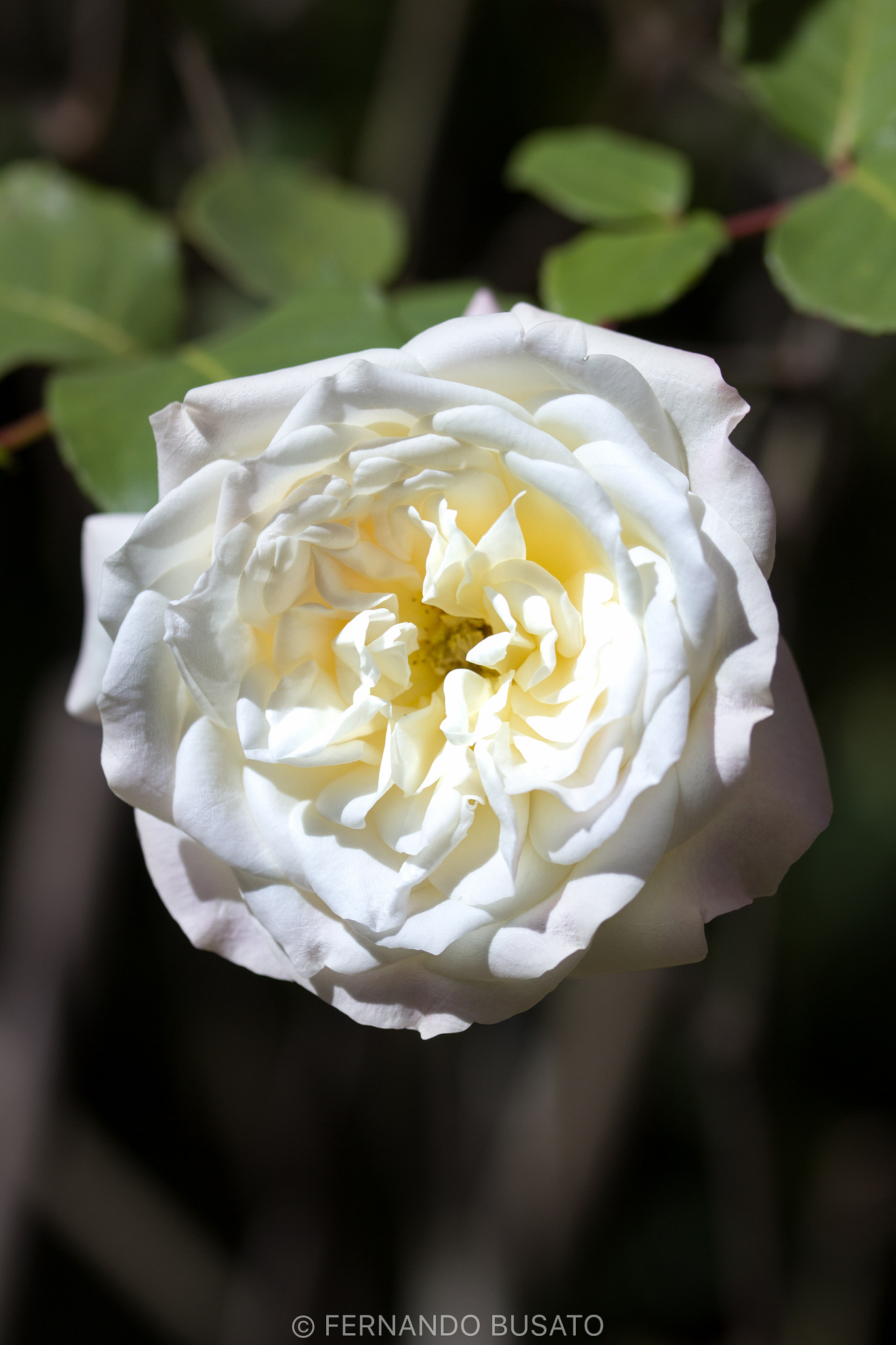 Canon EF-S 60mm F2.8 Macro USM sample photo. Macro photography